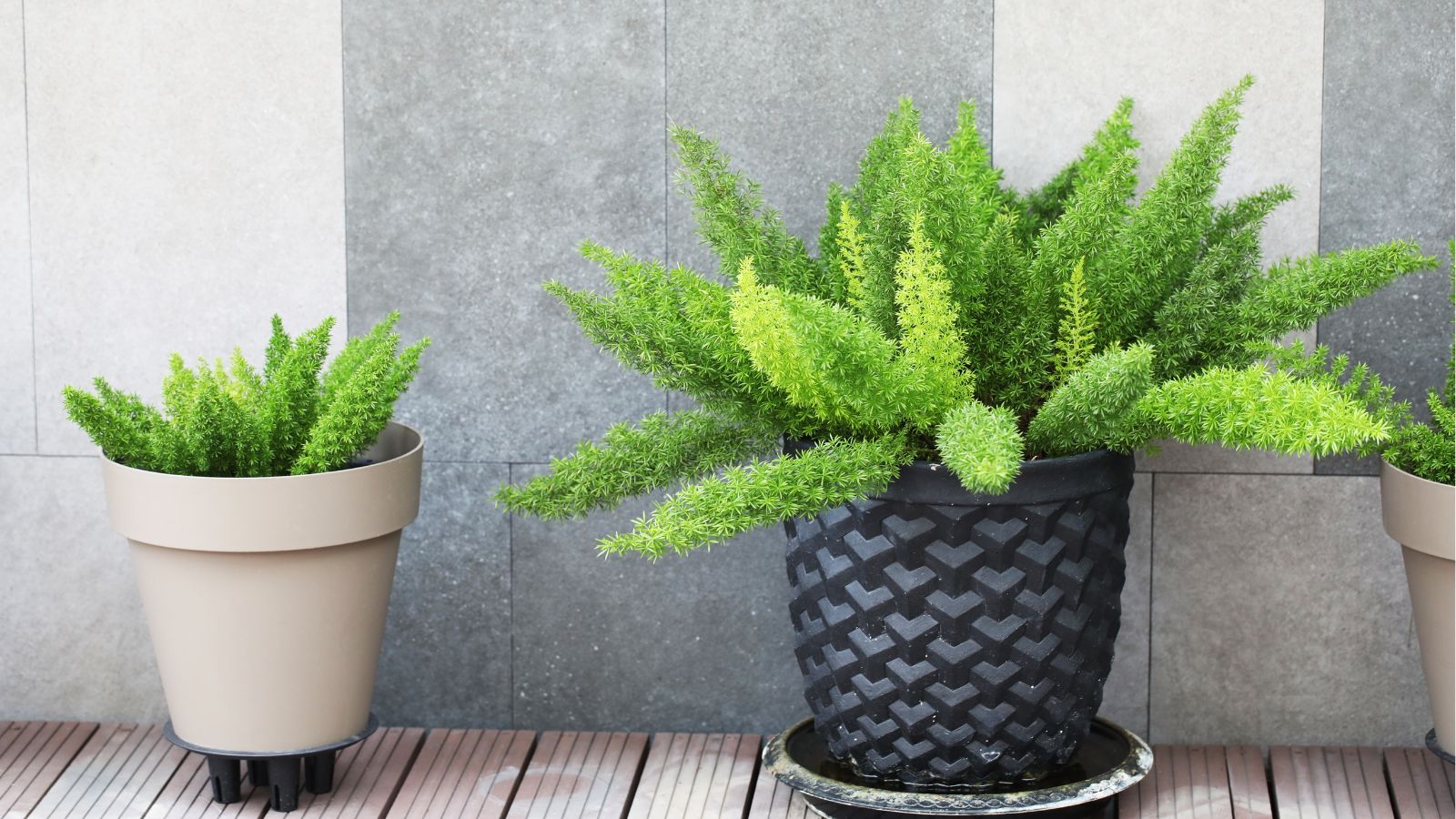 Several potted foxtail ferns with vivid green, bushy fronds in bright indoor light