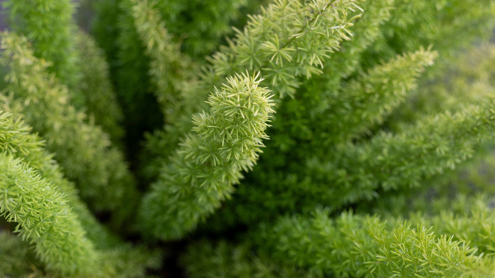Close-up of small, bushy green foxtail fern fronds outdoors in bright light