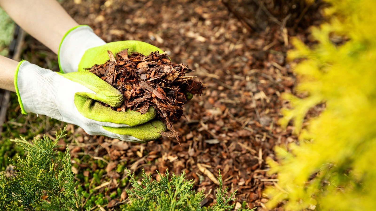 Hands in yellow gloves applying wood-chip mulch around plants outdoors