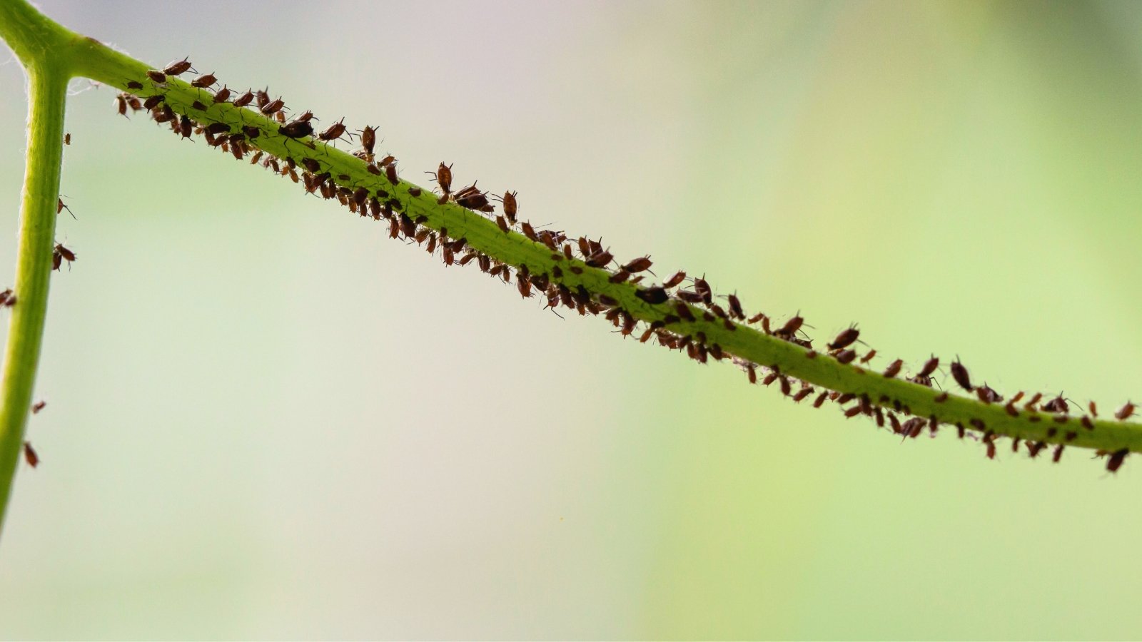 Close-up of a plant stem severely infested with brown-black oval aphids