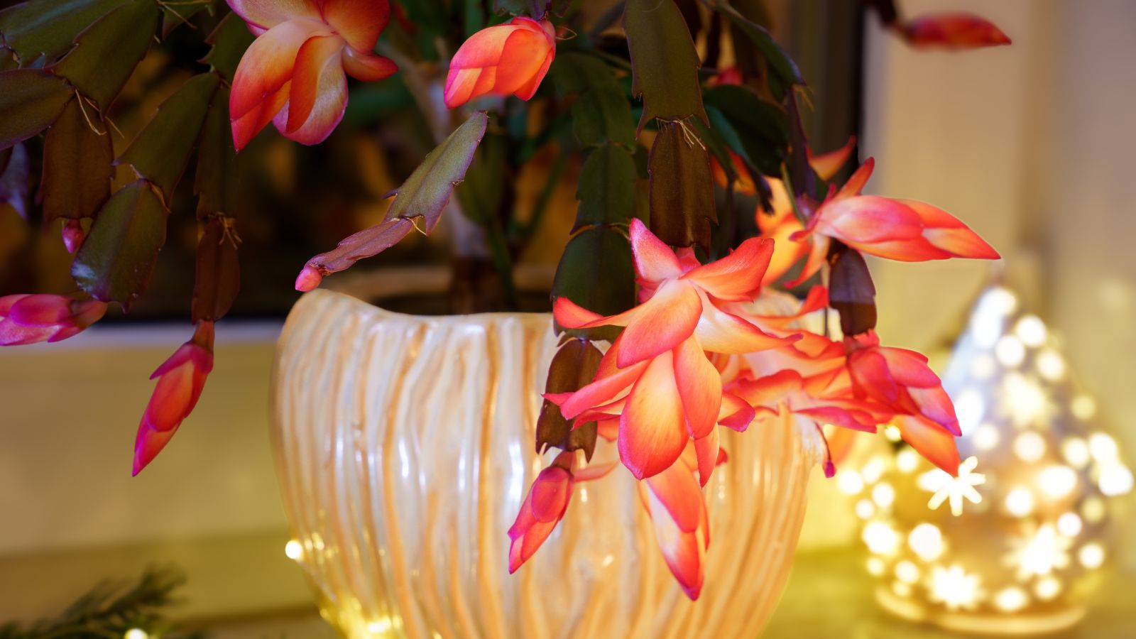 How to Make Your Thanksgiving Cactus Bloom on Time