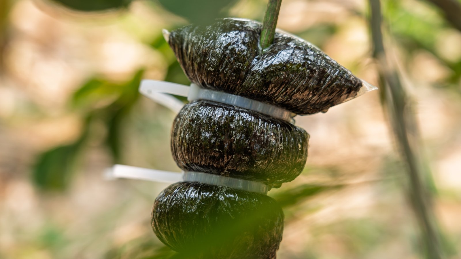 How To Propagate Split-Leaf Philodendron