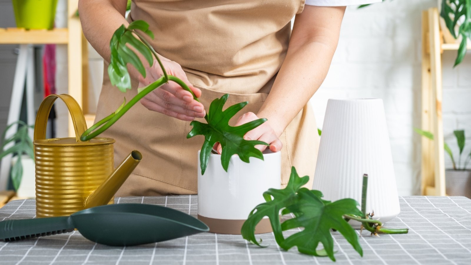 How To Propagate Split-Leaf Philodendron