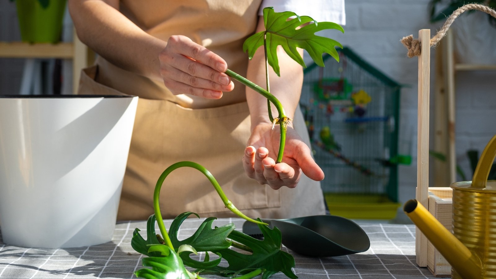 How To Propagate Split-Leaf Philodendron