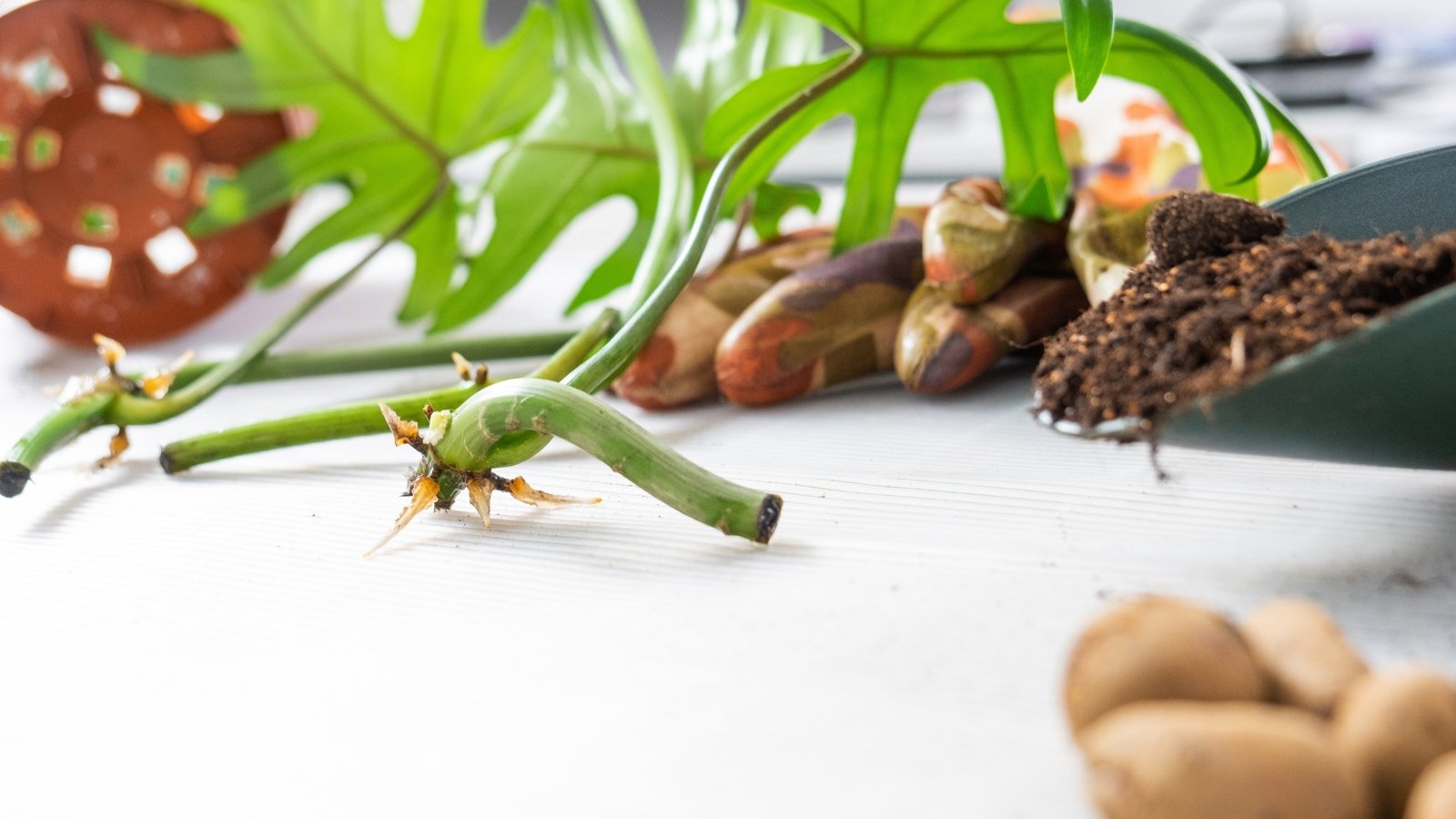 How To Propagate Split-Leaf Philodendron