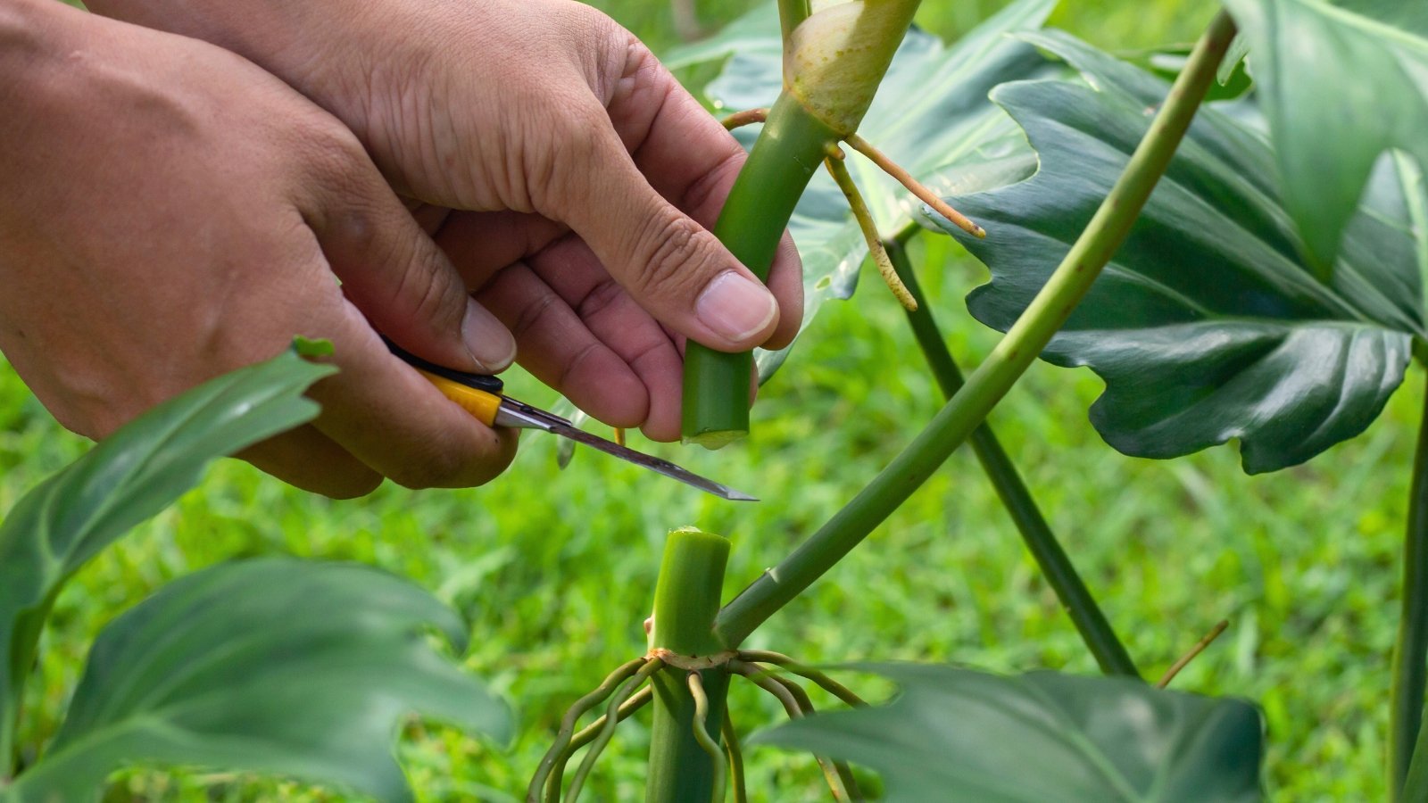How To Propagate Split-Leaf Philodendron
