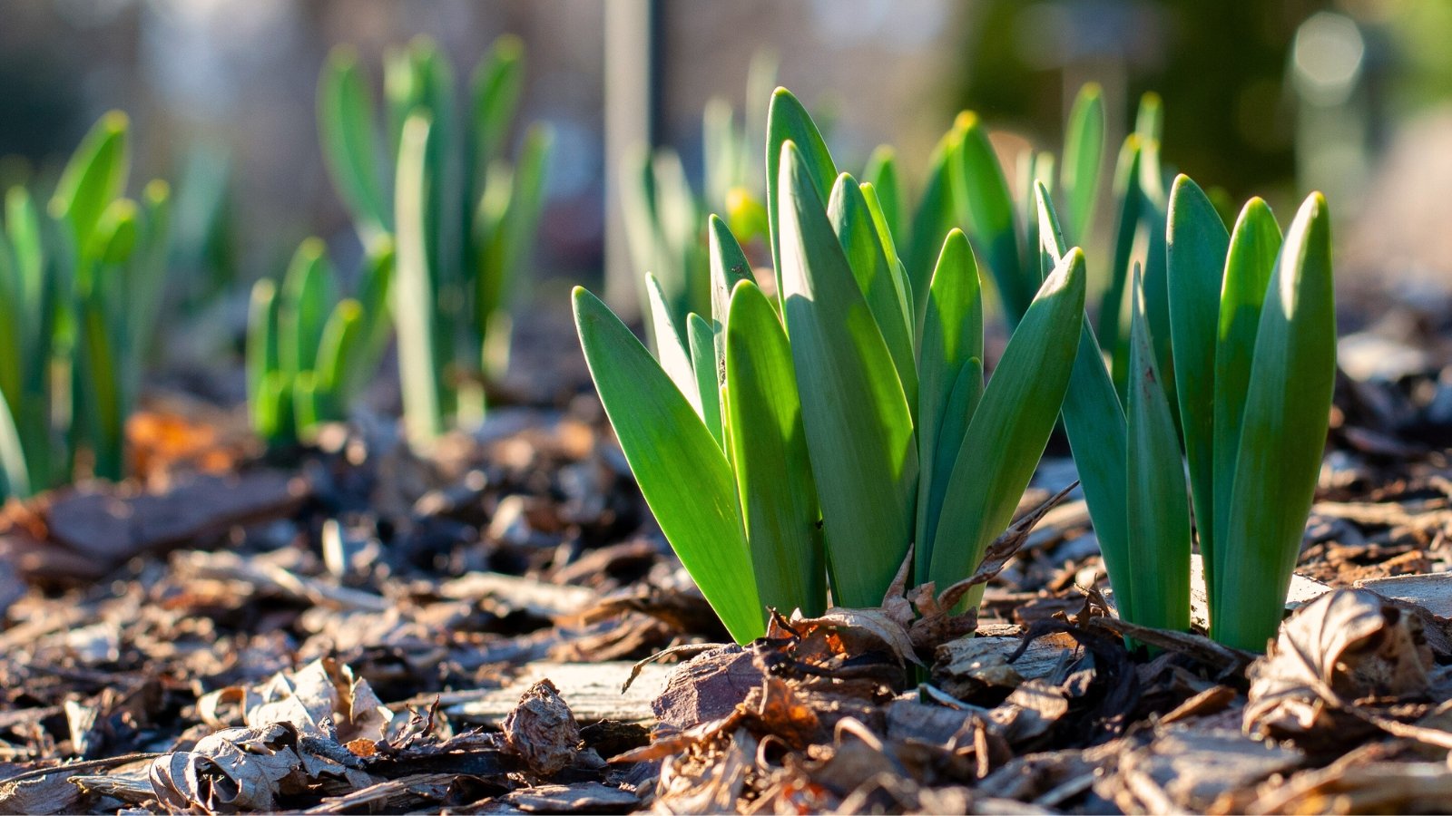 When to Plant and Mulch Spring Bulbs When to Plant and Mulch Spring Bulbs