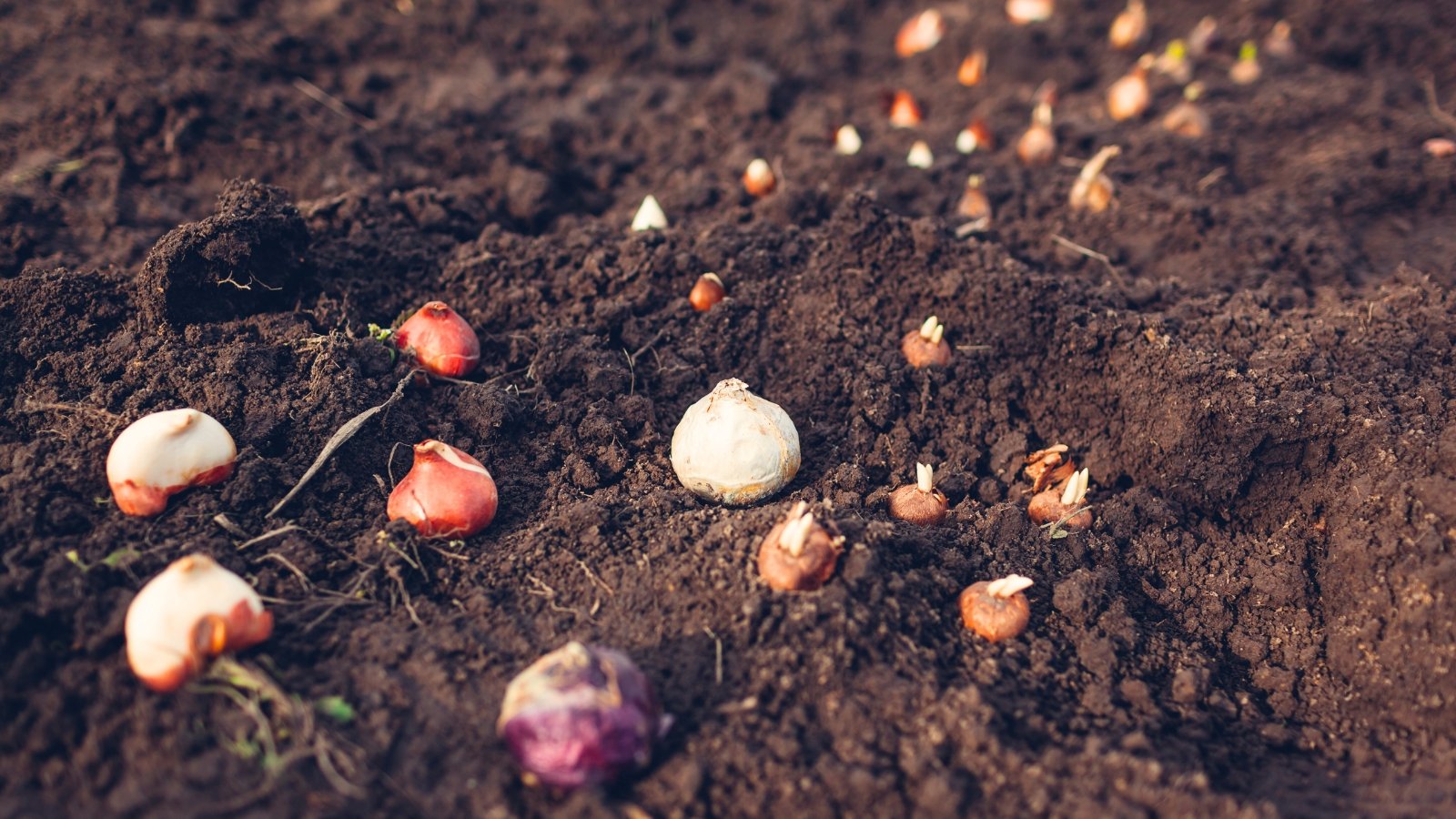 When to Plant and Mulch Spring Bulbs When to Plant and Mulch Spring Bulbs