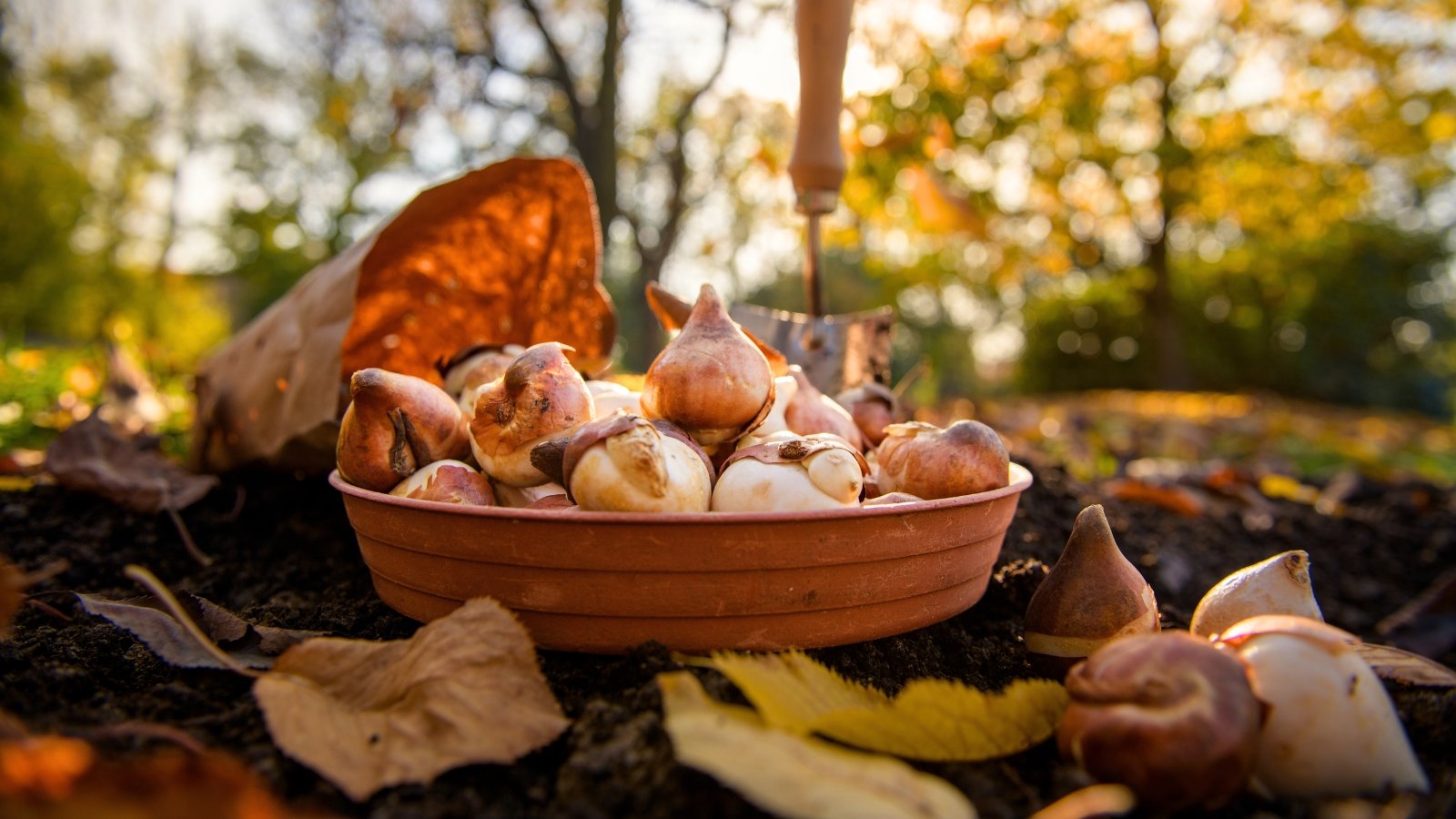 When to Plant and Mulch Spring Bulbs When to Plant and Mulch Spring Bulbs