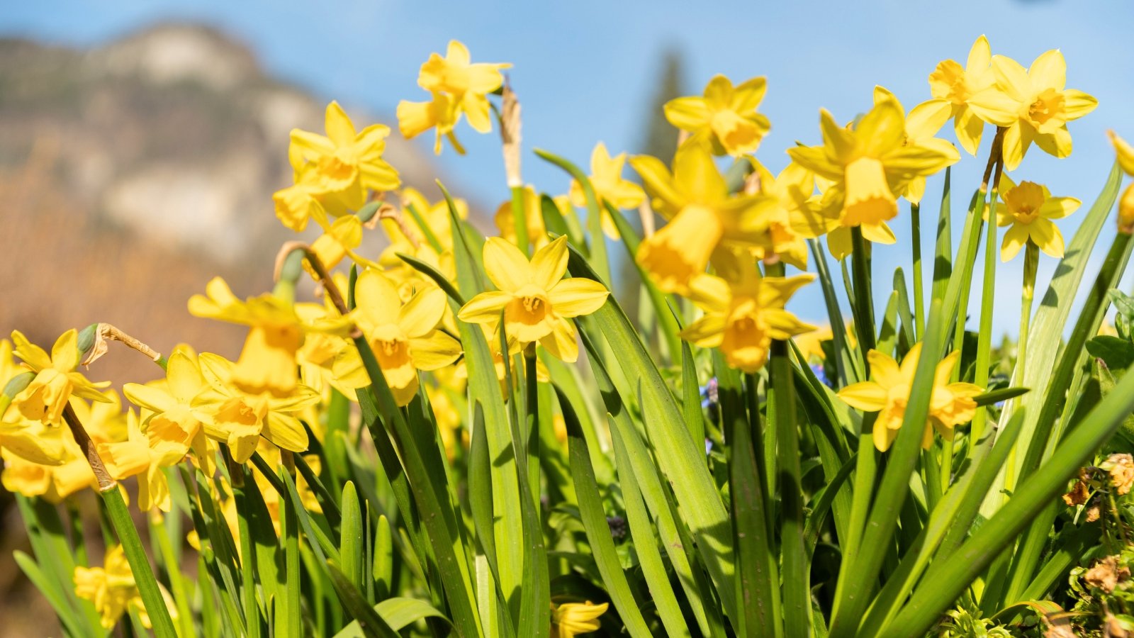 Frost-Proof Flowers