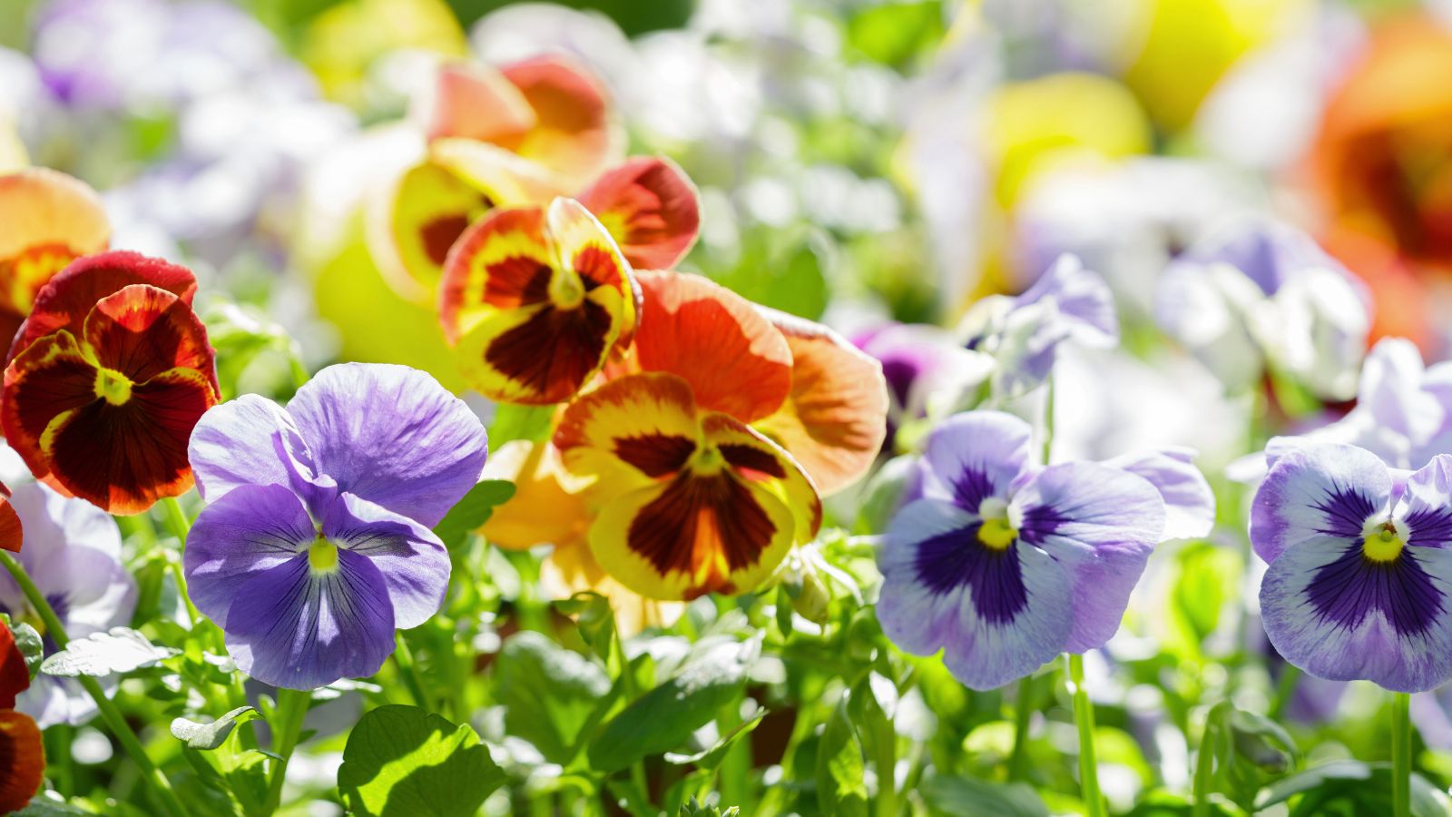 Frost-Proof Flowers