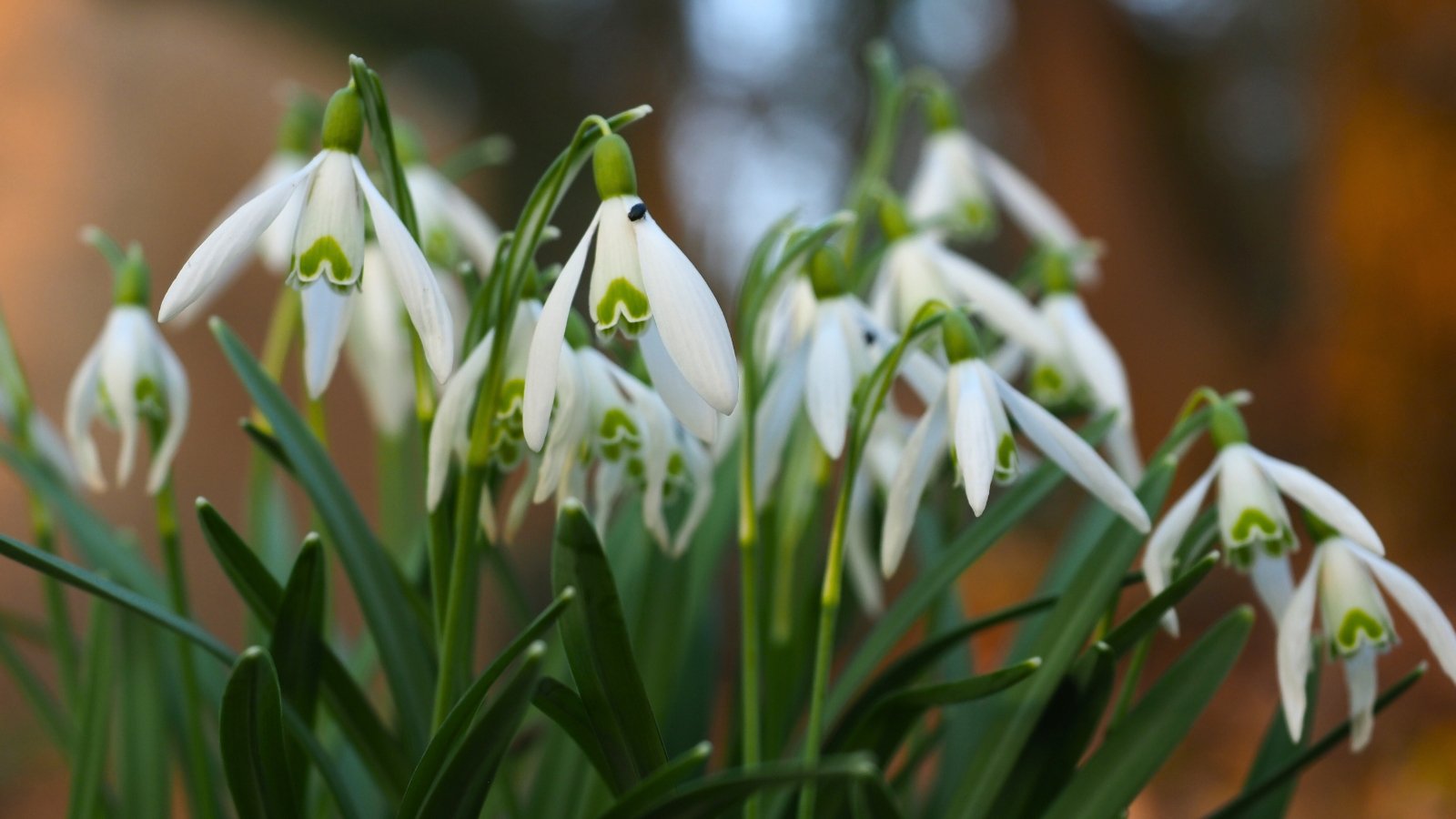 Frost-Proof Flowers