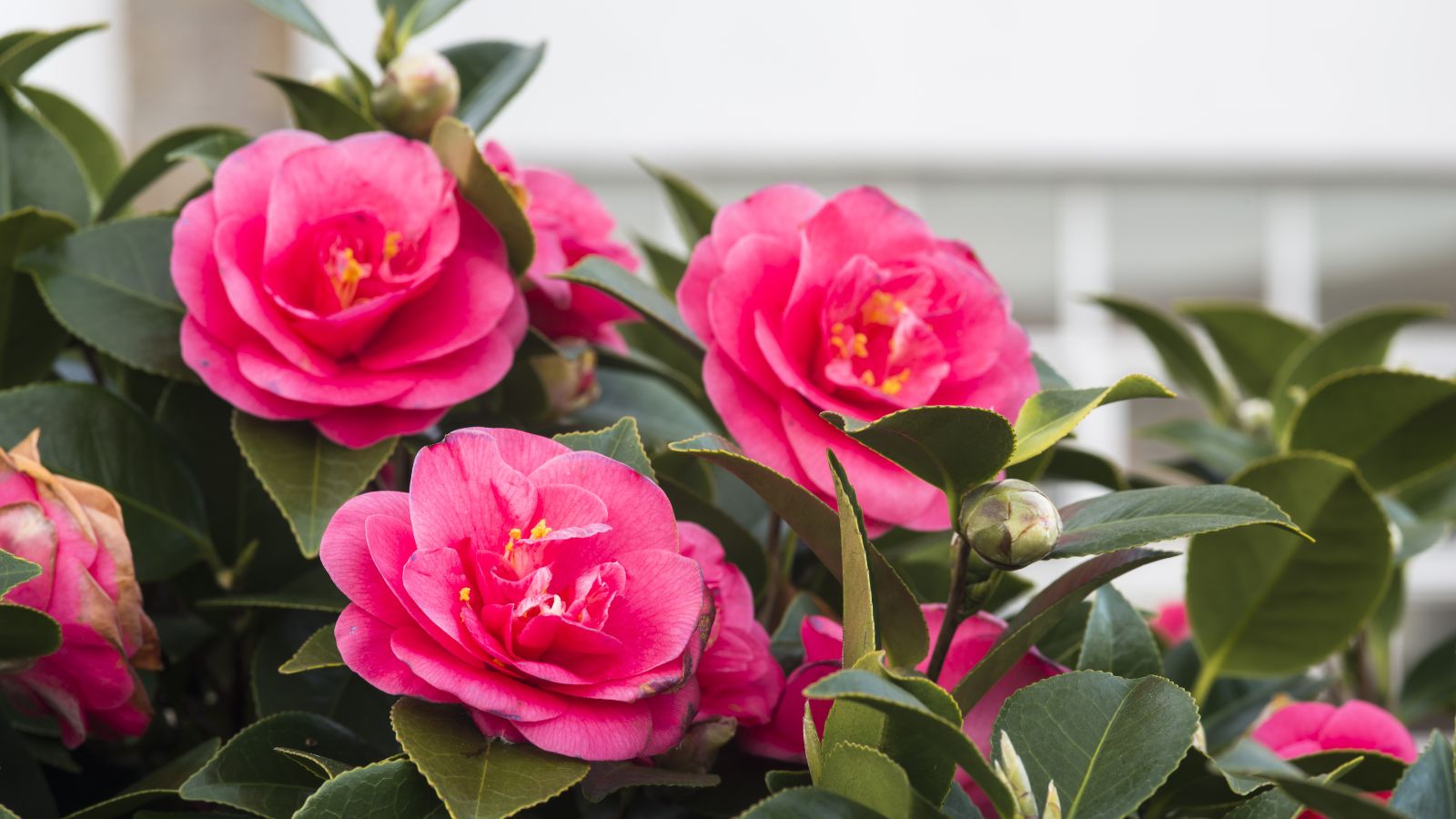 Frost-Proof Flowers