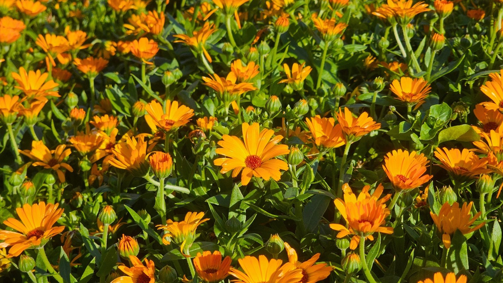 Frost-Proof Flowers