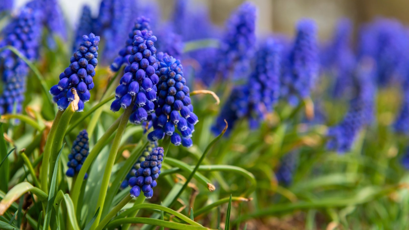 Frost-Proof Flowers