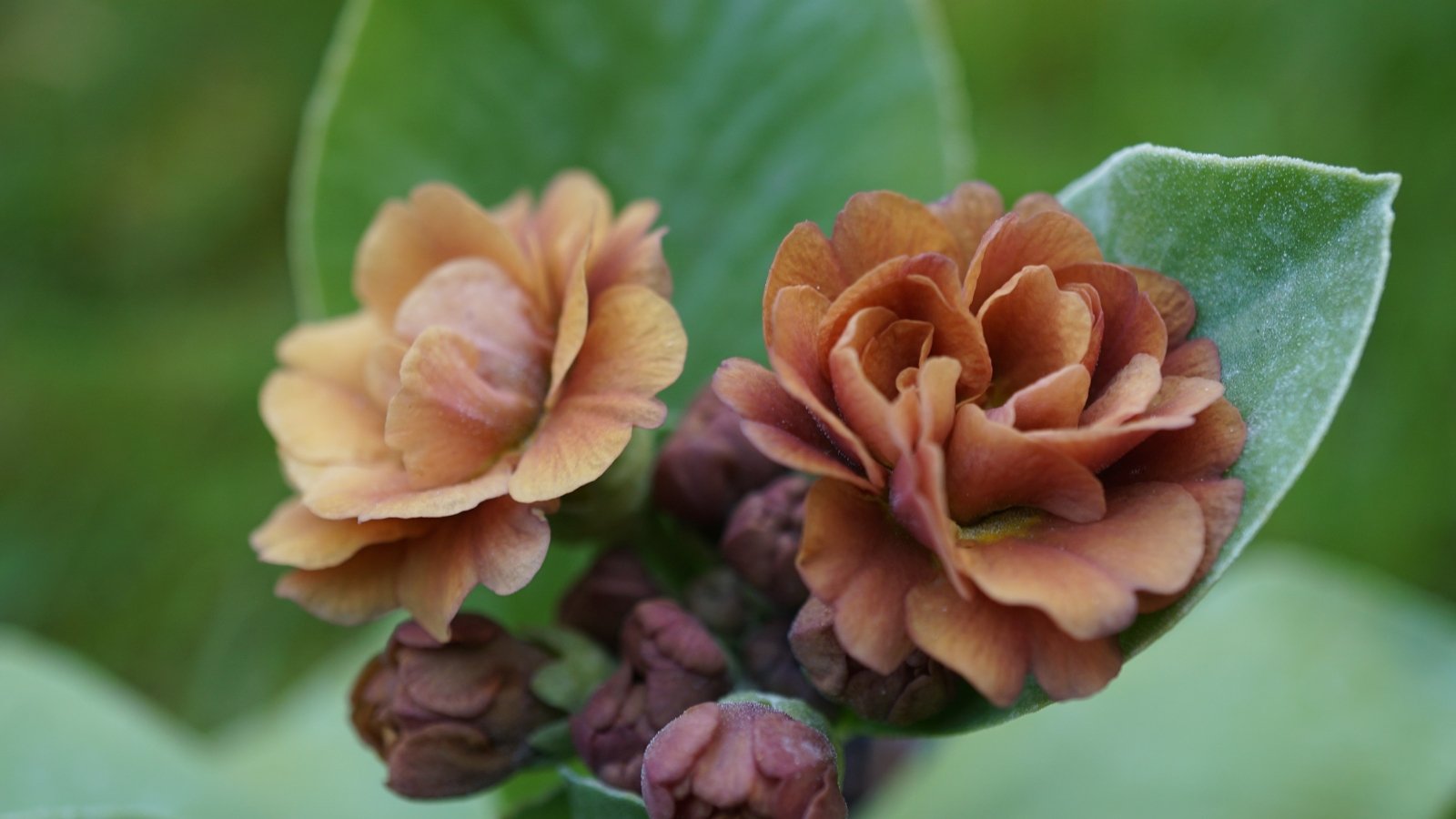 Frost-Proof Flowers