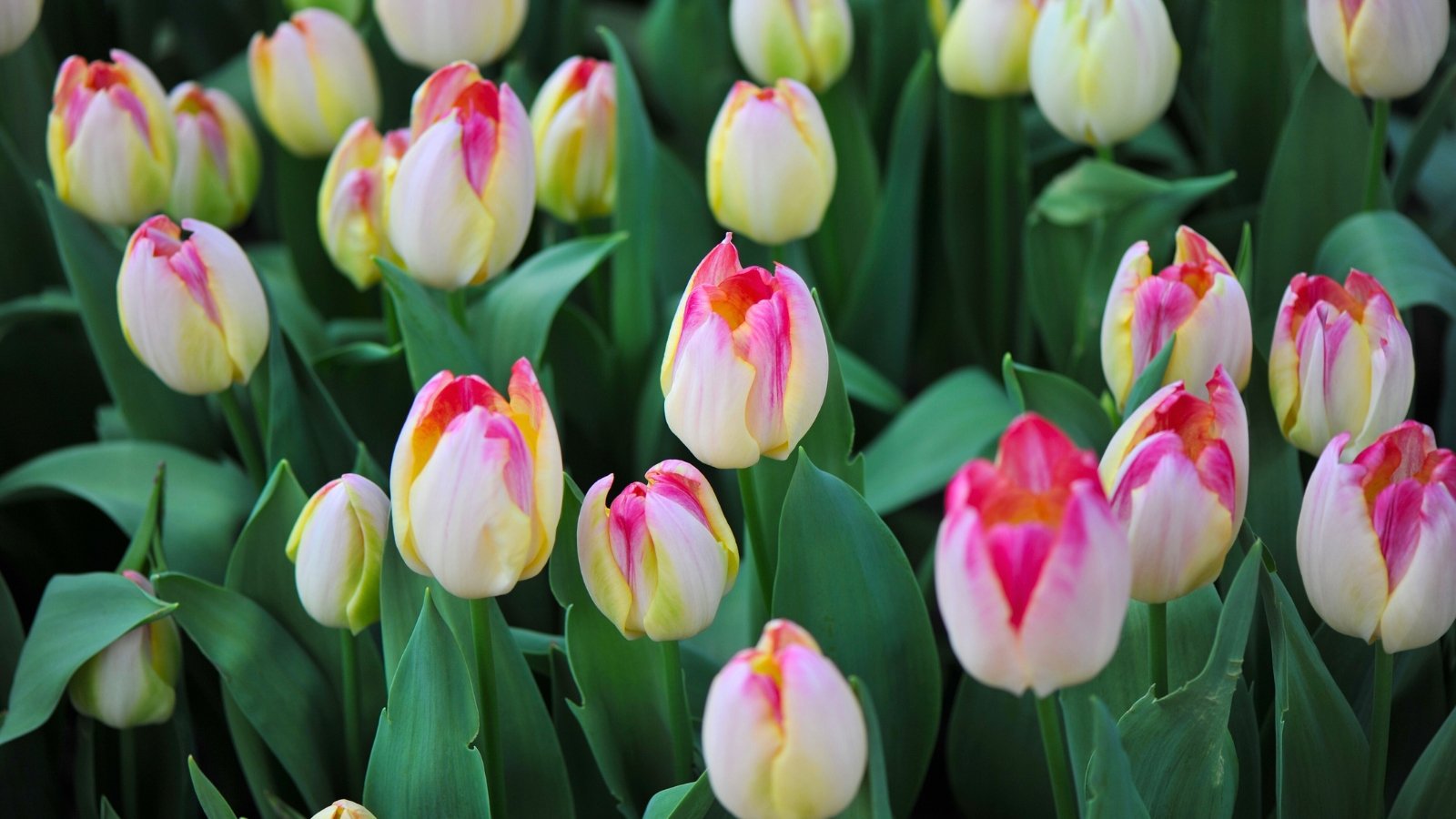 Frost-Proof Flowers