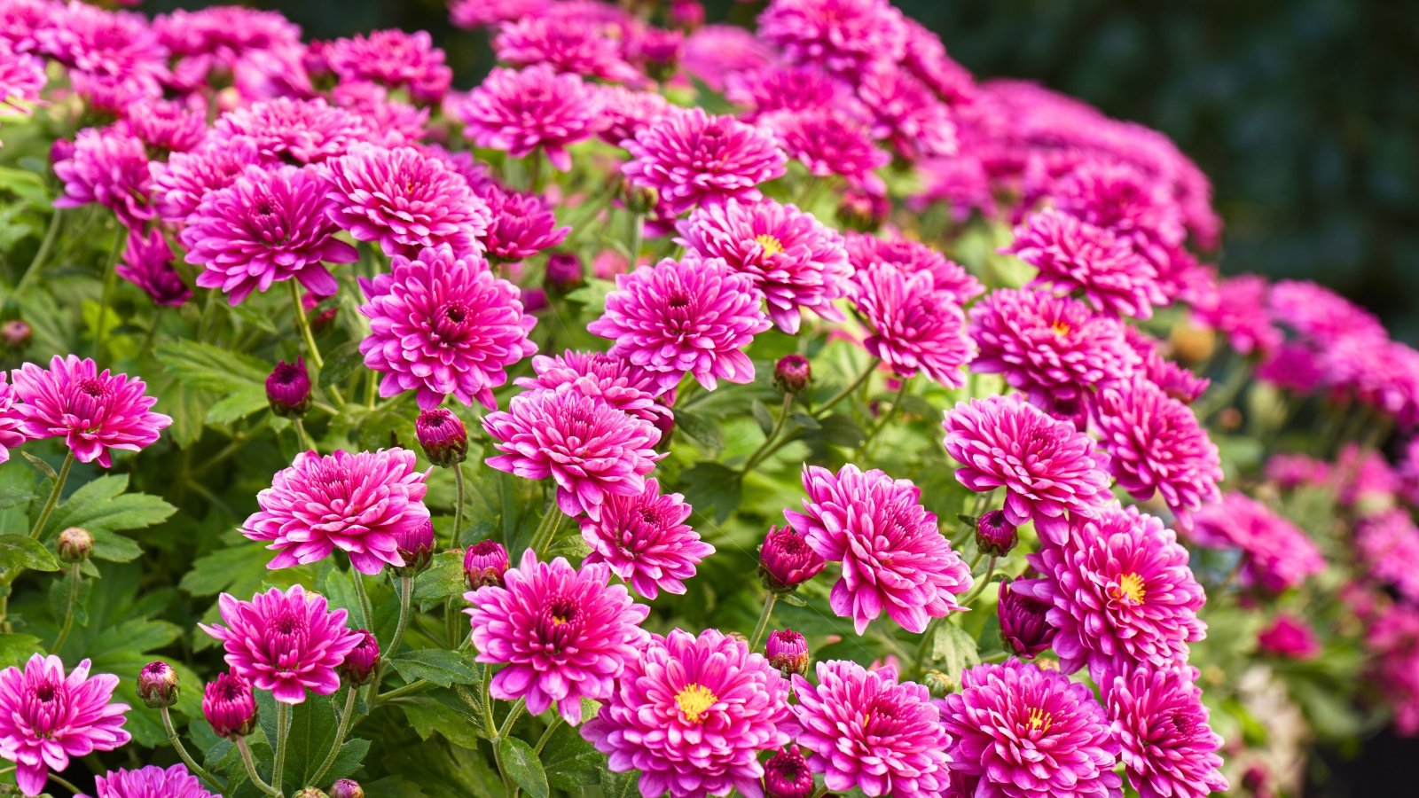 Frost-Proof Flowers