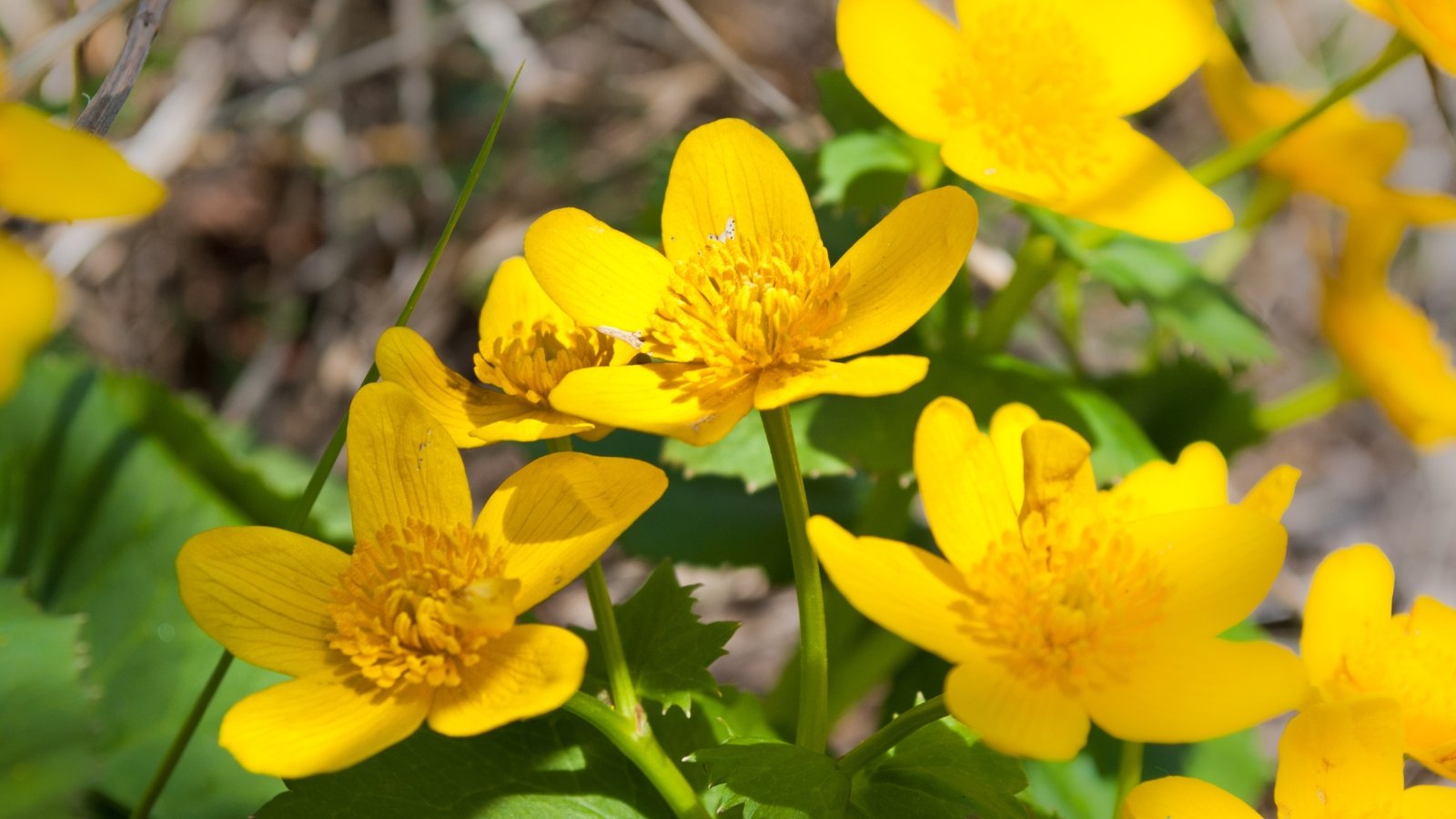 Frost-Proof Flowers