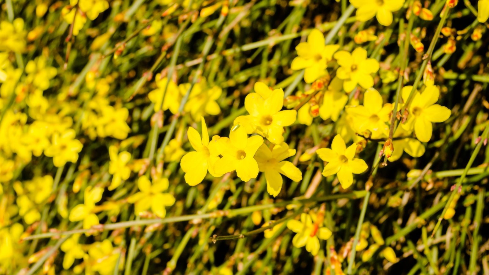 Frost-Proof Flowers