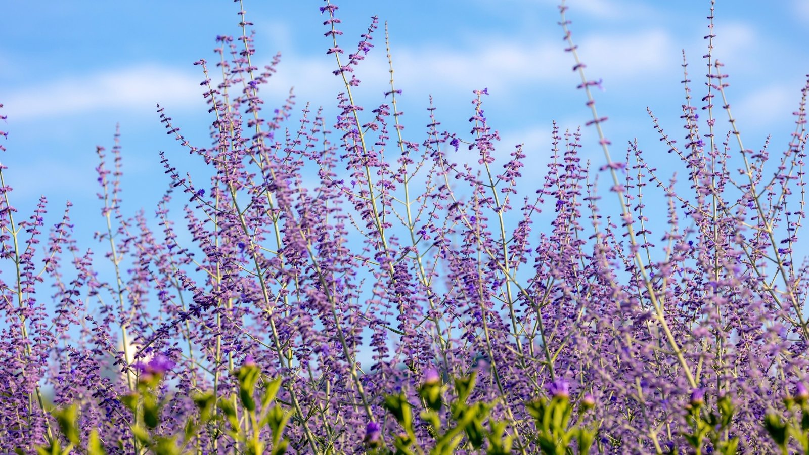 Frost-Proof Flowers