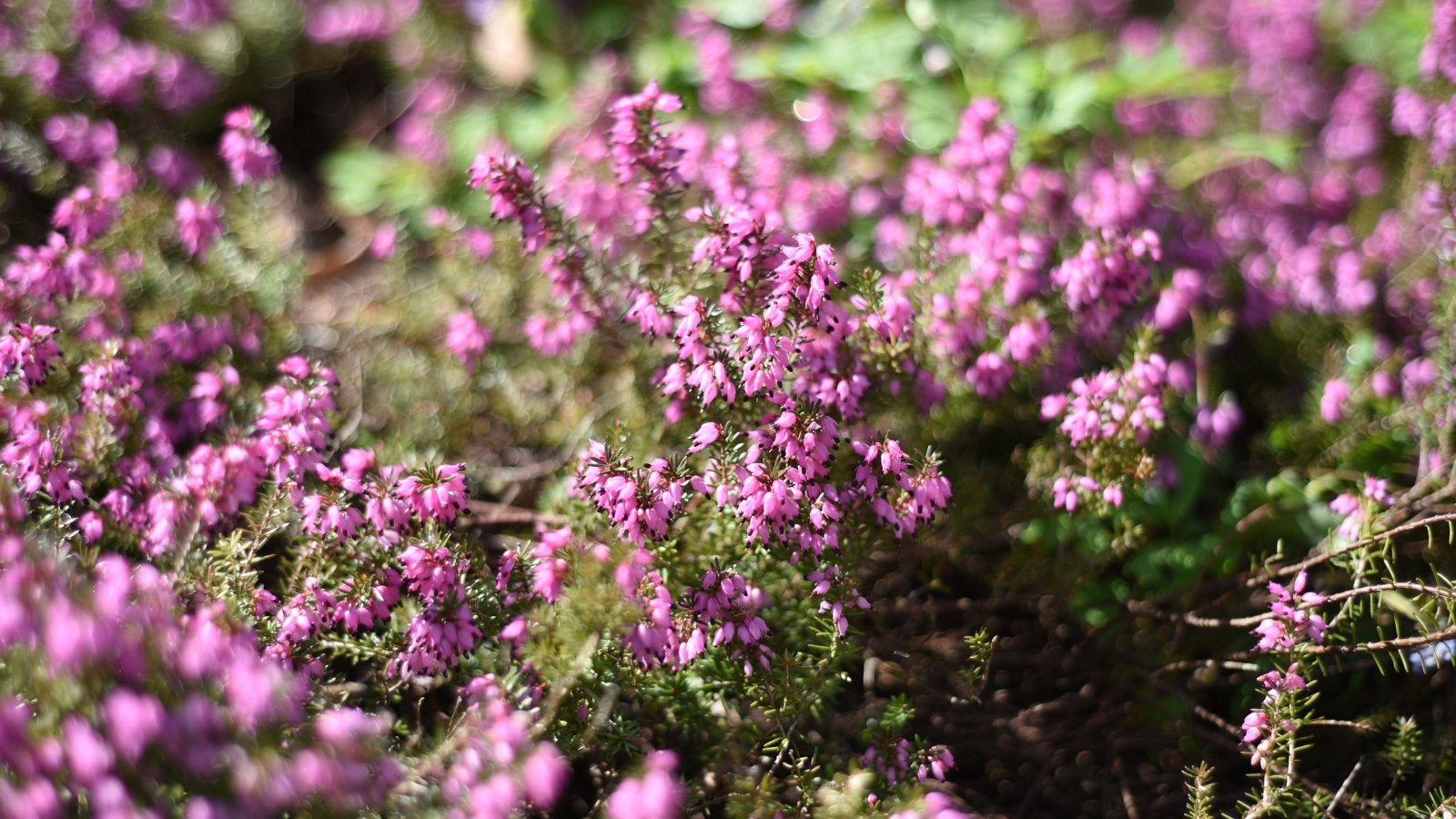 Frost-Proof Flowers