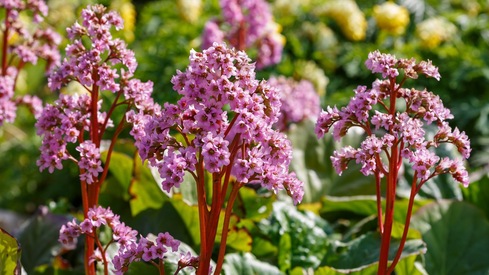 Frost-Proof Flowers