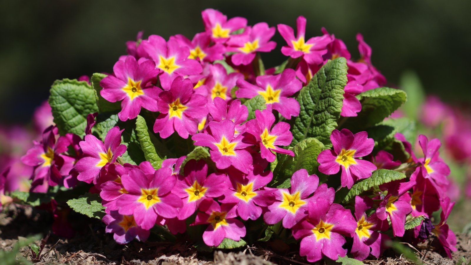 Frost-Proof Flowers