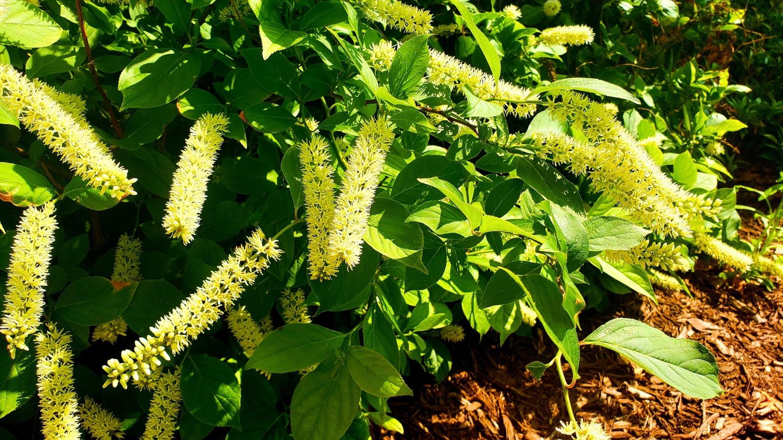 Seasonal shrub care checklist for winter and spring