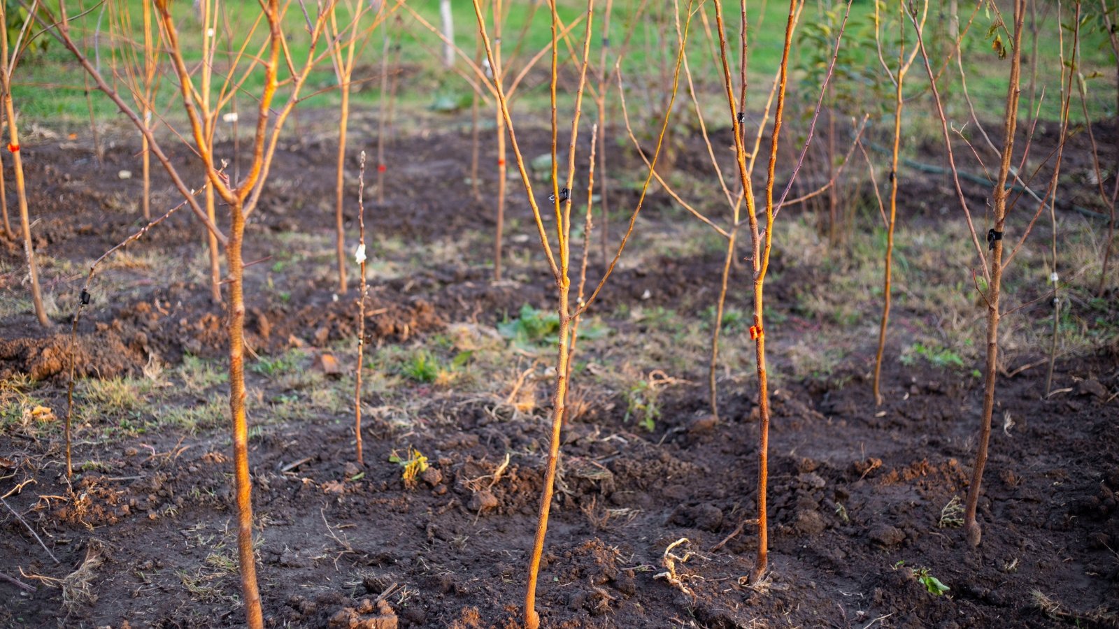 What to Plant in Zones 8–10 This November