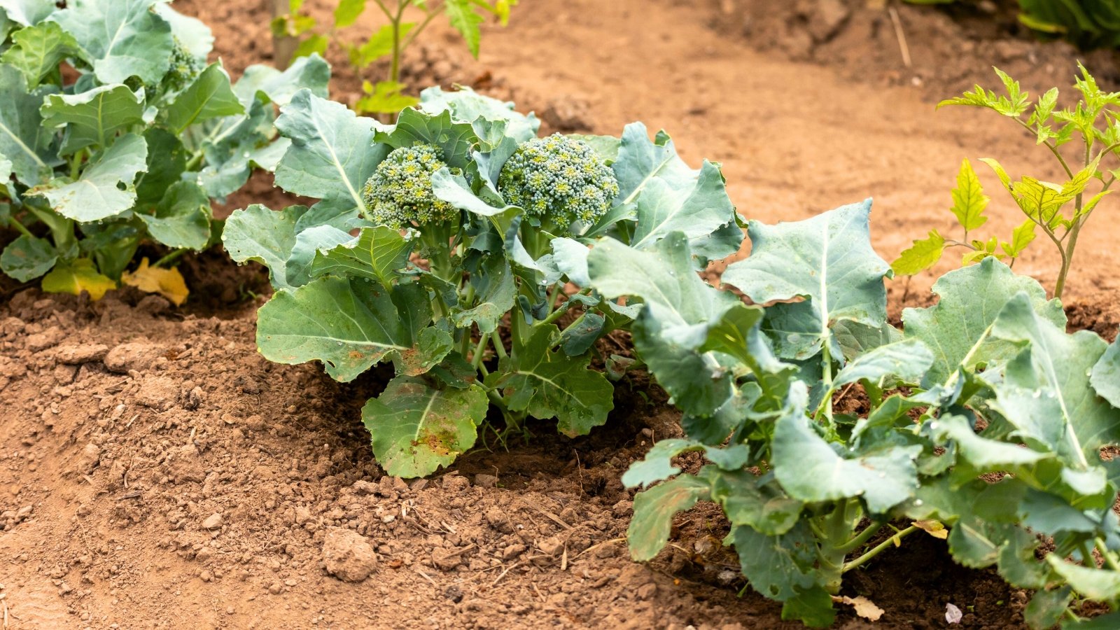 What to Plant in Zones 8–10 This November