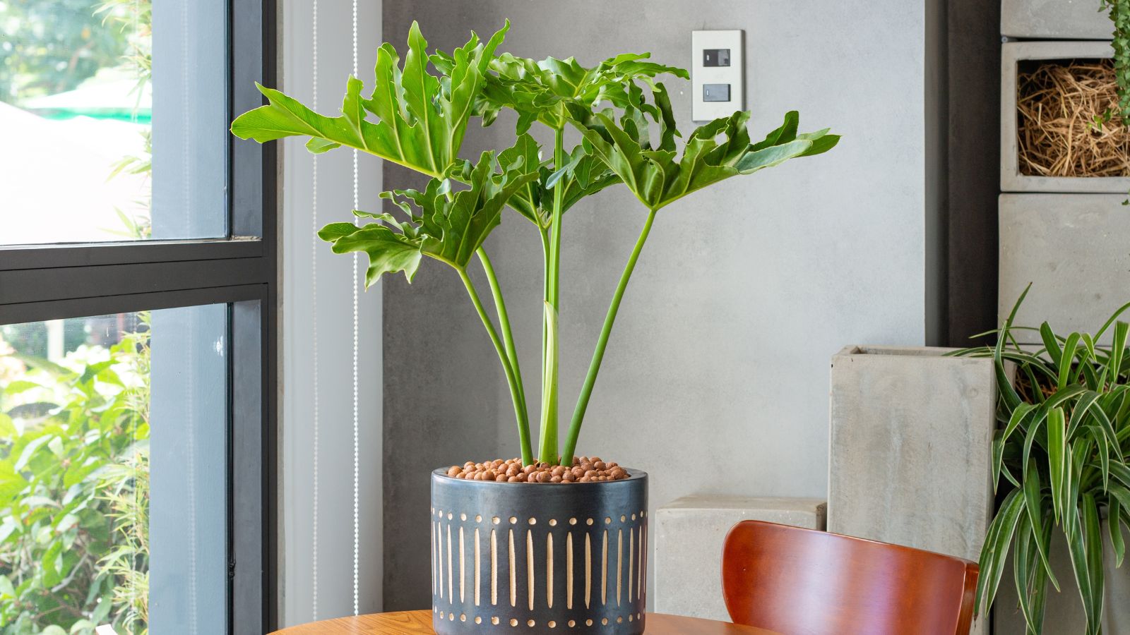 Want Giant Split-Leaf Philodendron Leaves Indoors