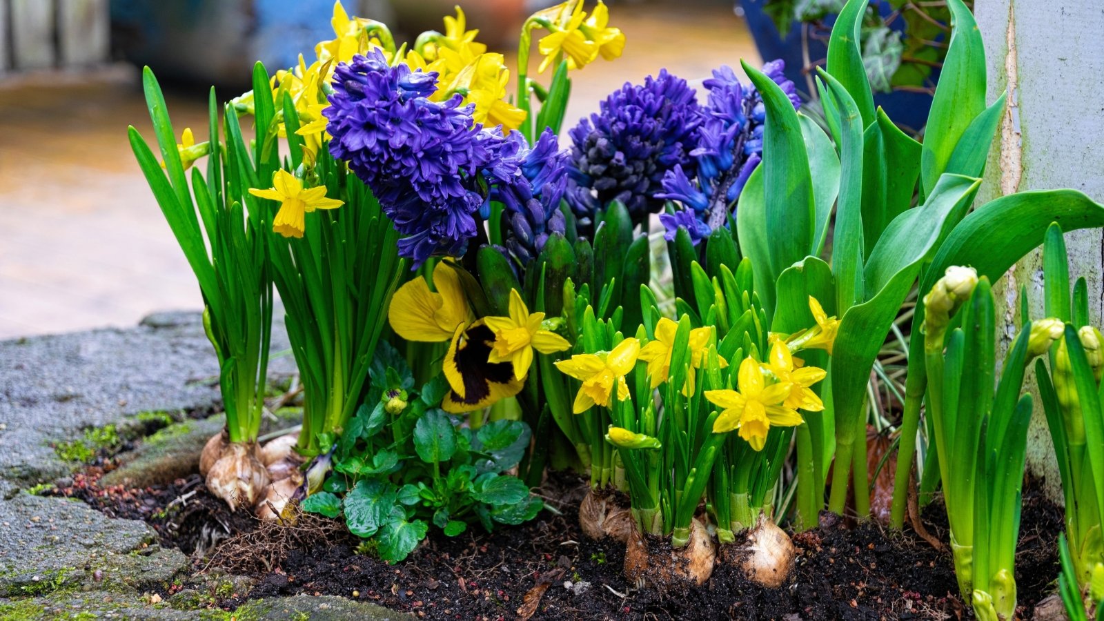 What to Plant in Zones 8–10 This November