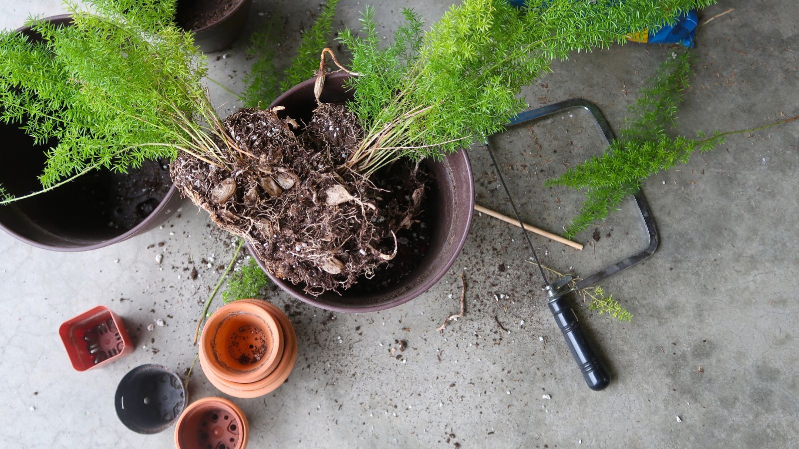 How To Grow Foxtail Fern in Pots