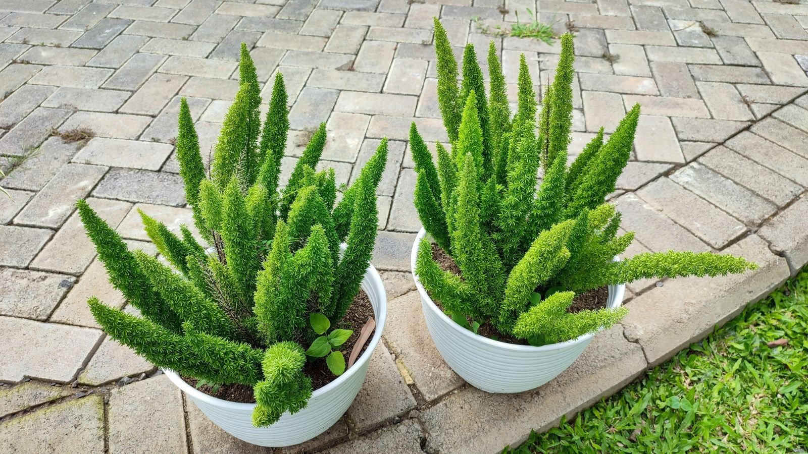 How To Grow Foxtail Fern in Pots