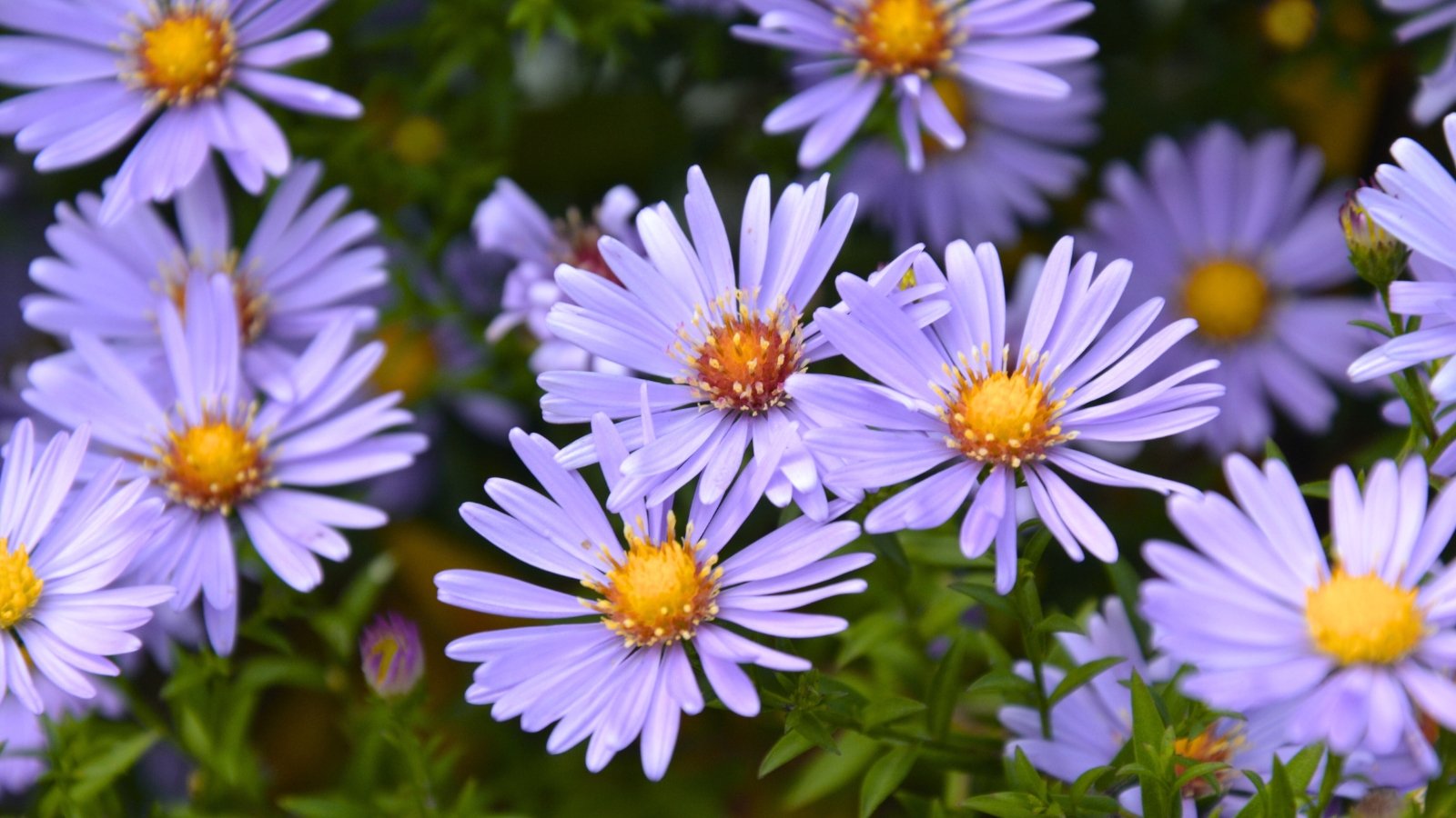 Low-Maintenance Pollinator Garden