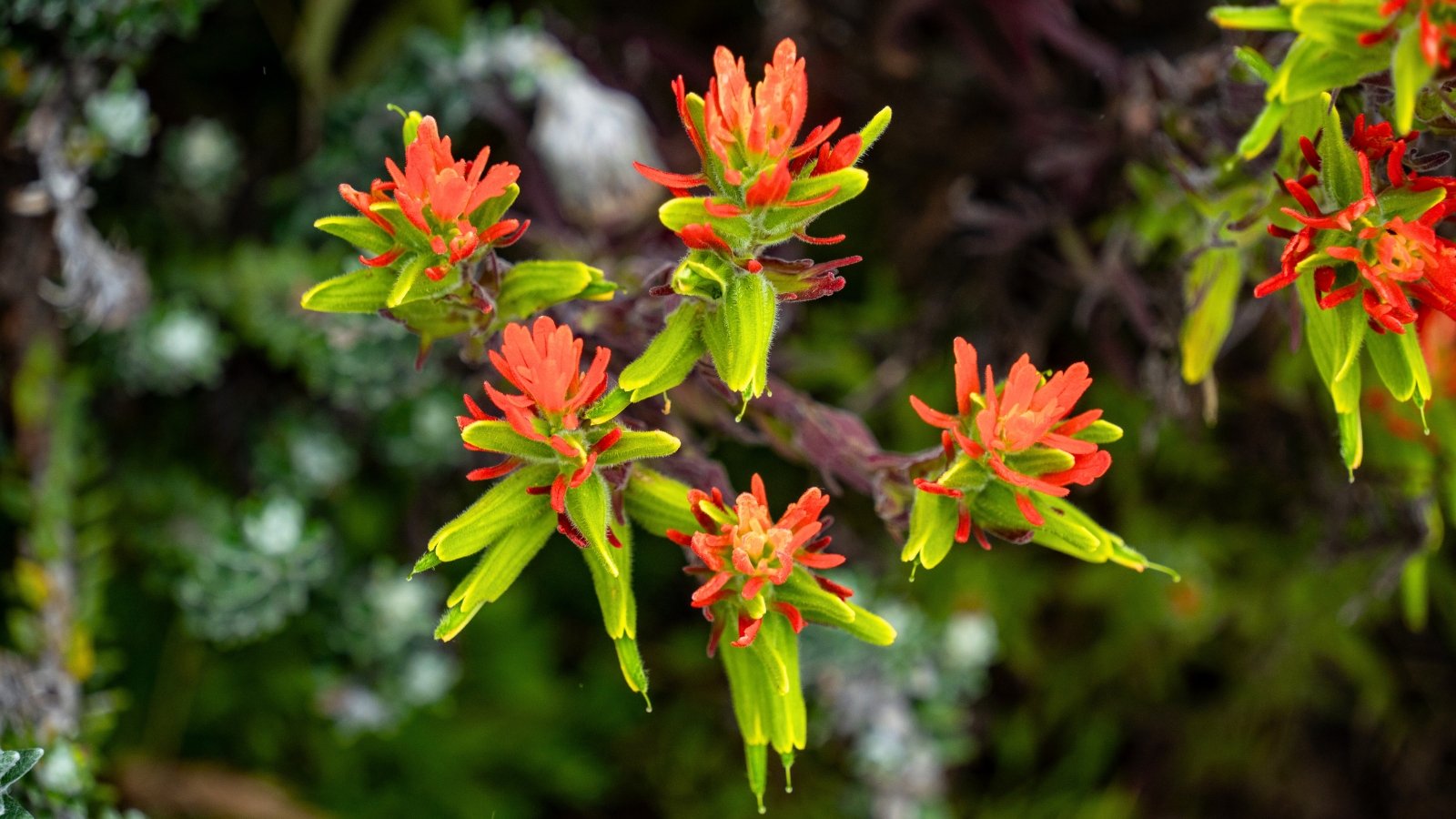 Low-Maintenance Pollinator Garden