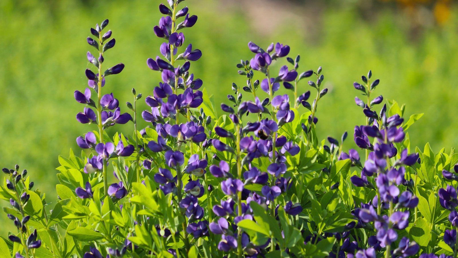 Low-Maintenance Pollinator Garden