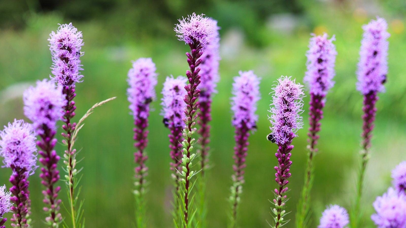 Low-Maintenance Pollinator Garden