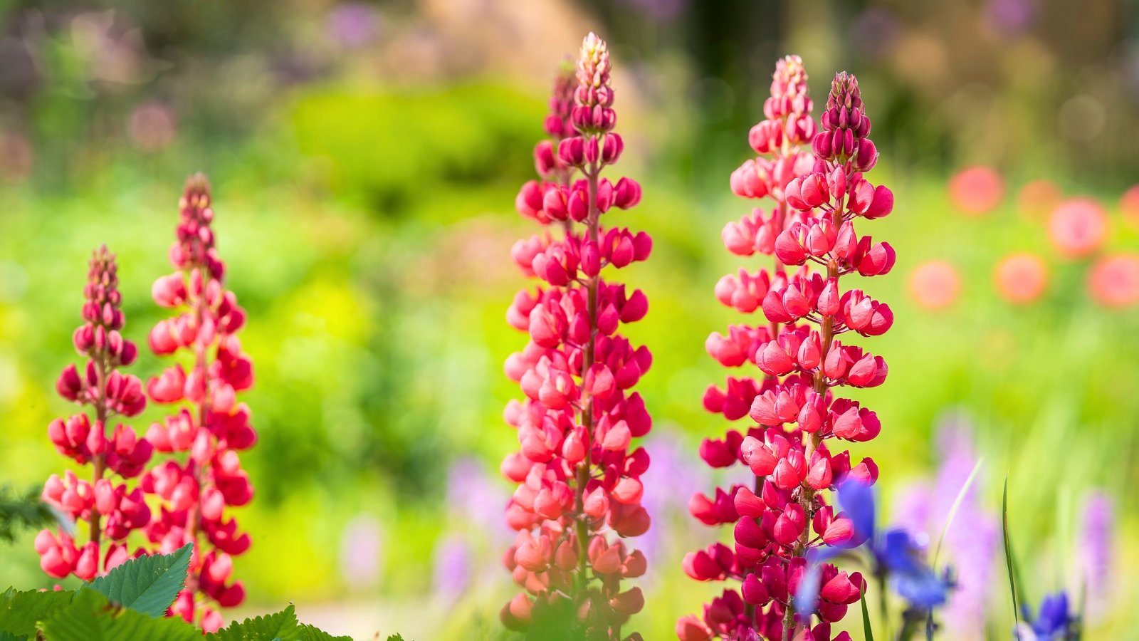 Low-Maintenance Pollinator Garden