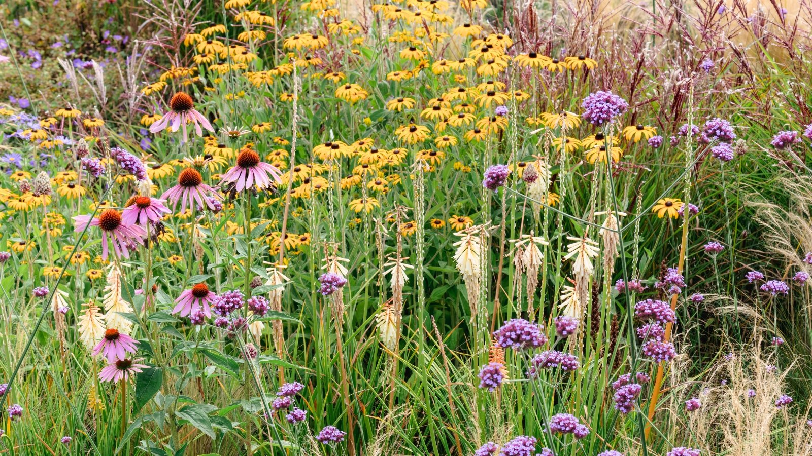 Low-Maintenance Pollinator Garden