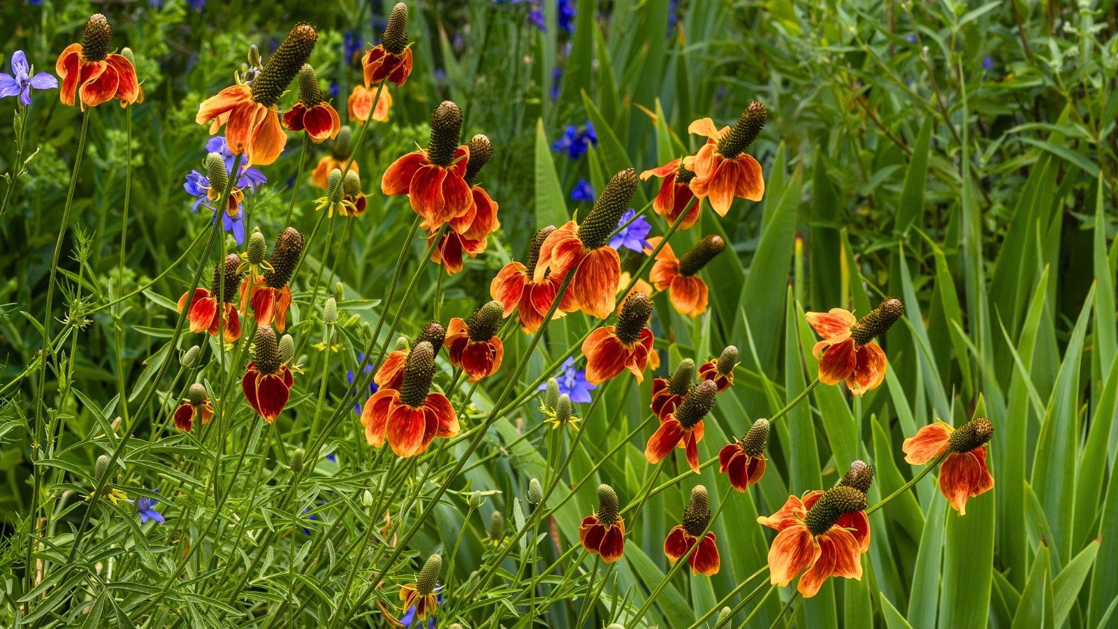 Low-Maintenance Pollinator Garden