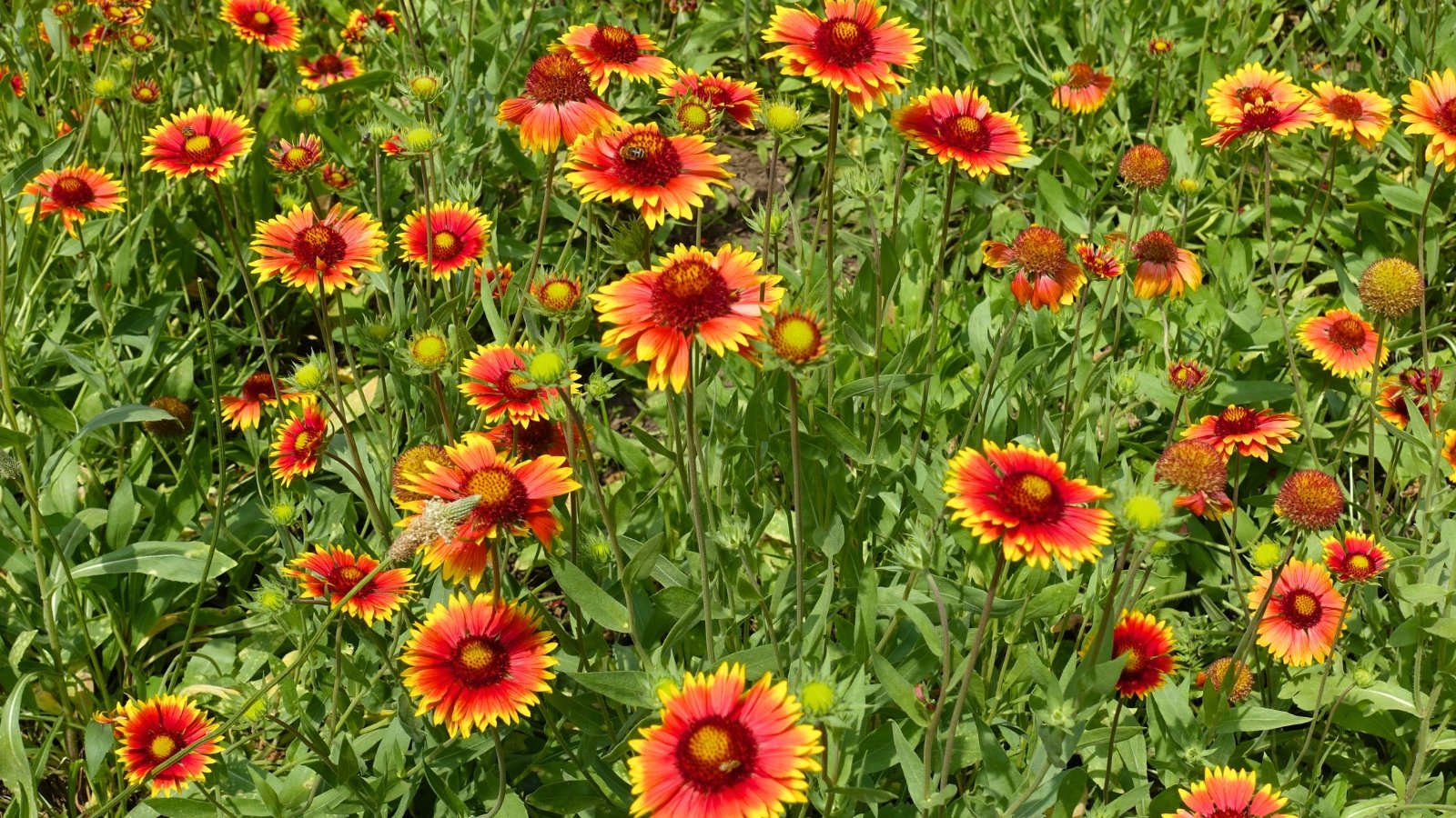 Low-Maintenance Pollinator Garden