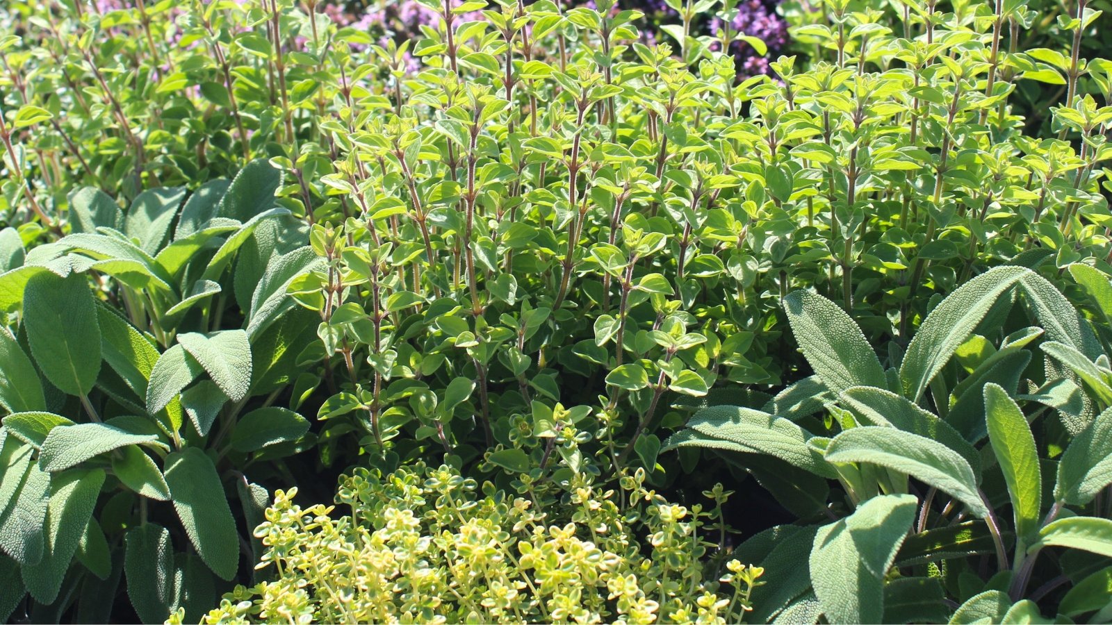 What to Plant in Zones 8–10 This November