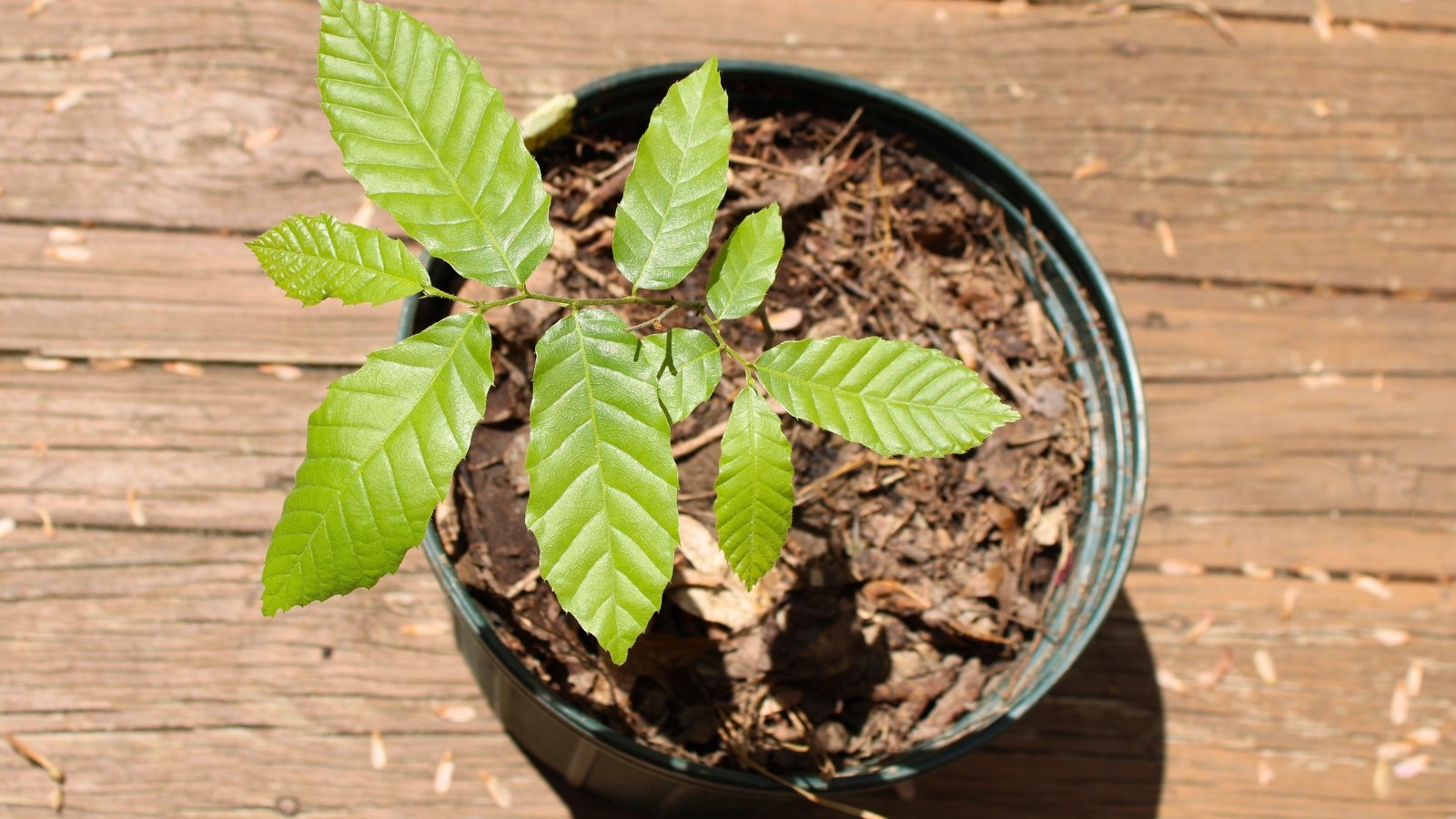 Homegrown Chestnuts By Fall