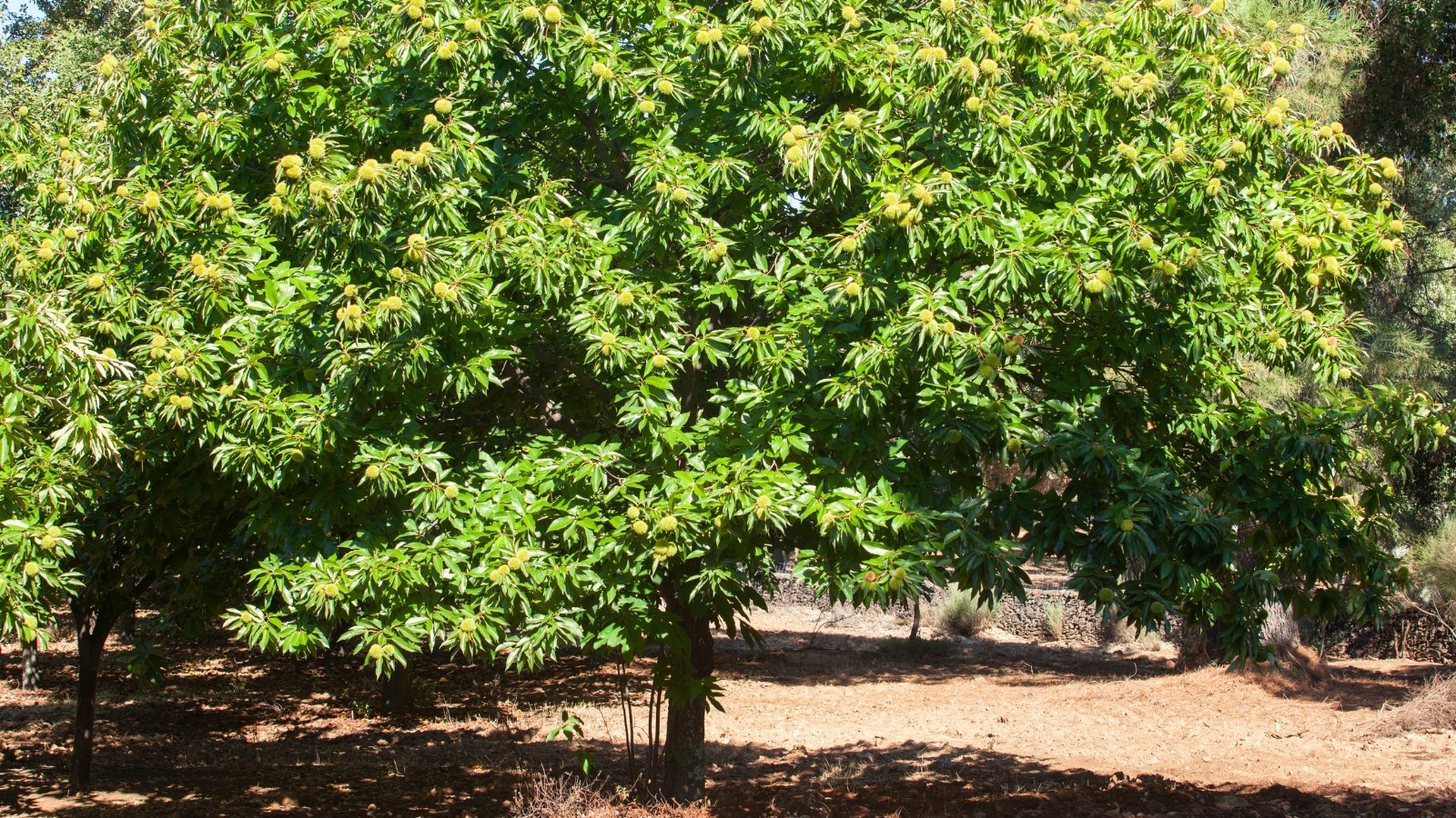 Homegrown Chestnuts By Fall