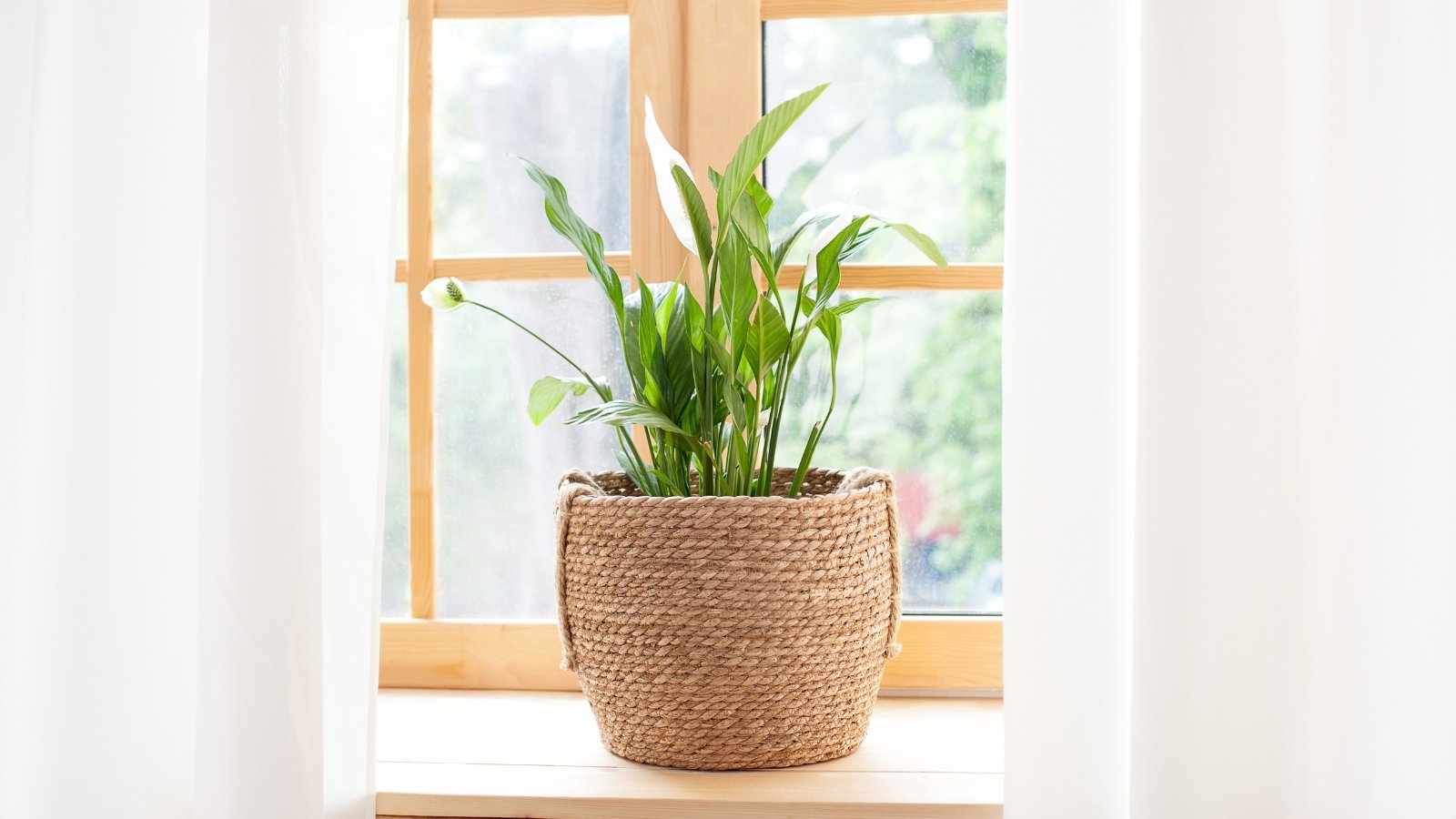 Indoor Jungle on a Budget Indoor Jungle on a Budget