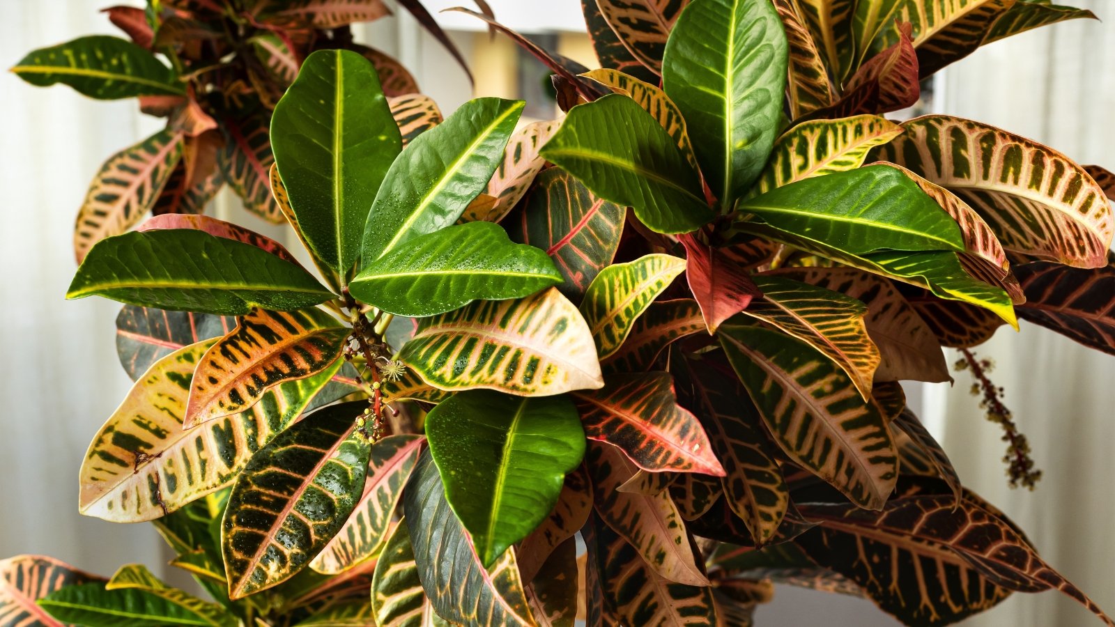 Indoor Jungle on a Budget Indoor Jungle on a Budget