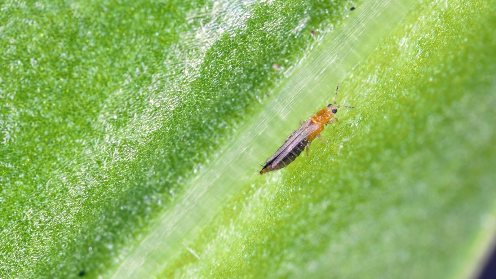 Stop Losing Dragon Fruit To Pests