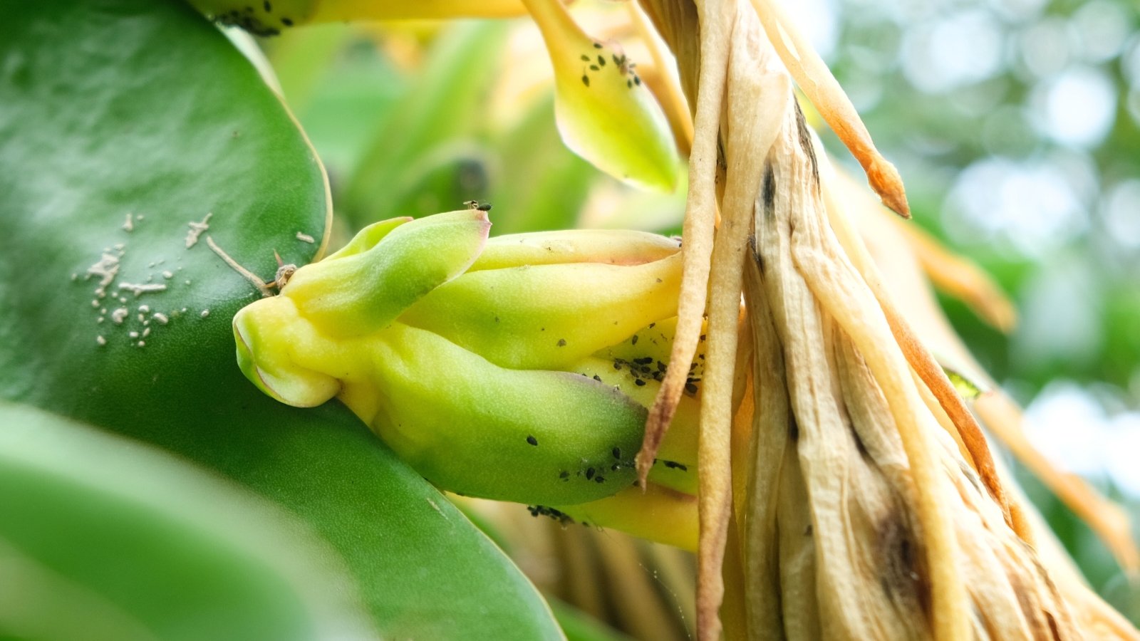 Stop Losing Dragon Fruit To Pests